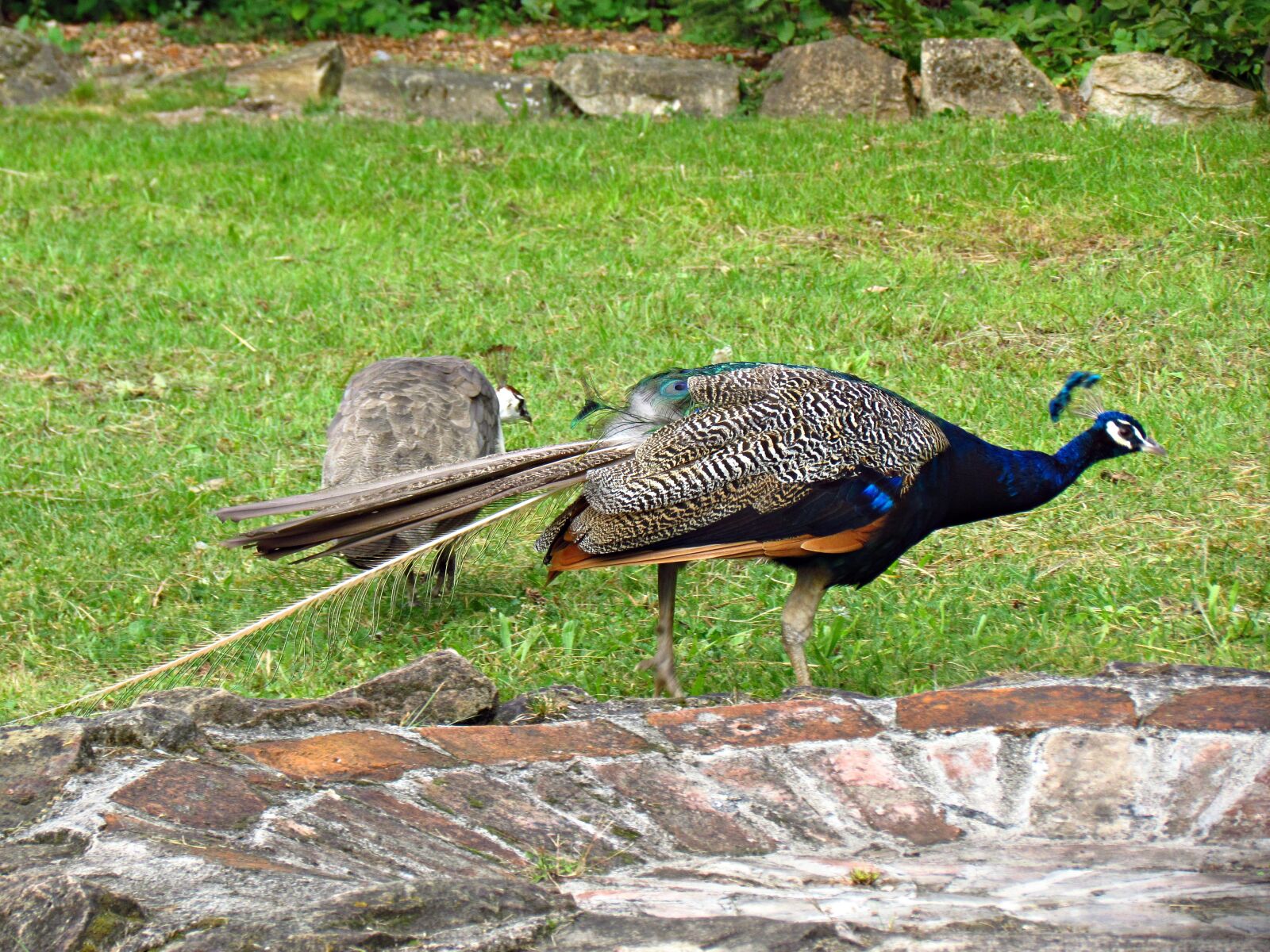 Canon PowerShot SX30 IS sample photo. Peacock, bird, nature photography