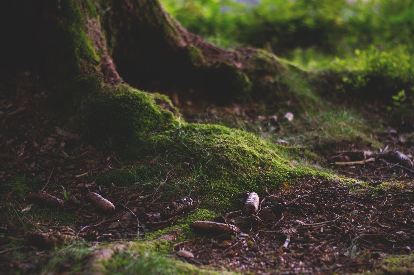 Nikon D5300 sample photo. Forest, forest floor, moss photography
