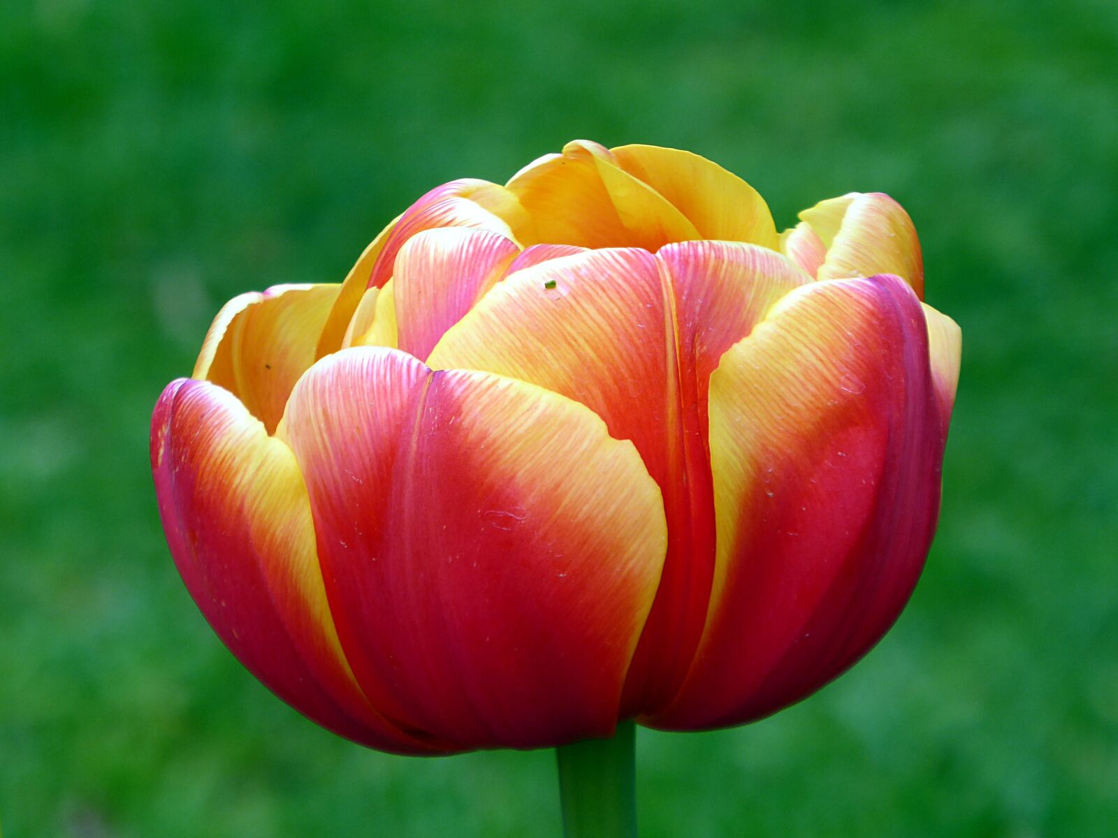Panasonic Lumix DMC-ZS50 (Lumix DMC-TZ70) sample photo. Tulip, red, yellow photography