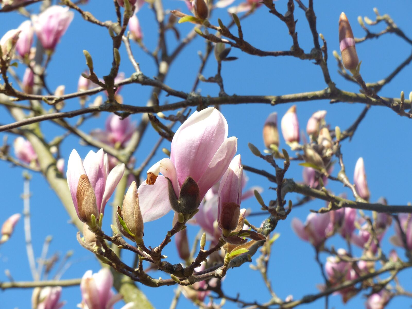 Panasonic Lumix DMC-FZ200 sample photo. Magnolia, blossom, bloom photography