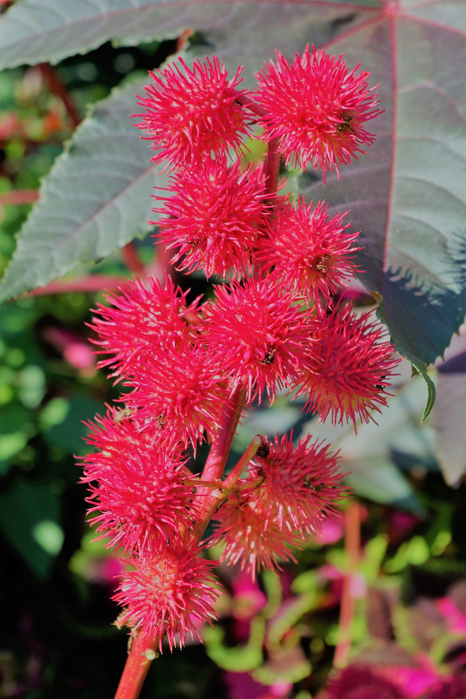 Pentax K-S2 sample photo. Castor oil plant, wonder photography