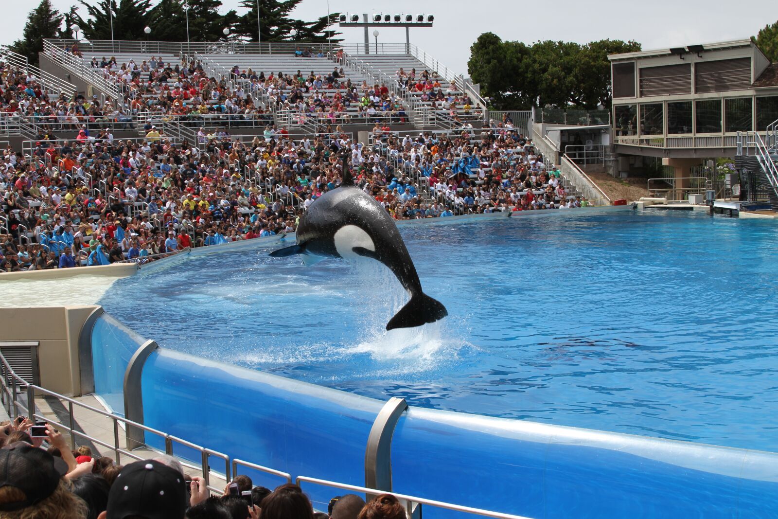 Canon EOS 7D sample photo. Whale, ocean, pacific photography