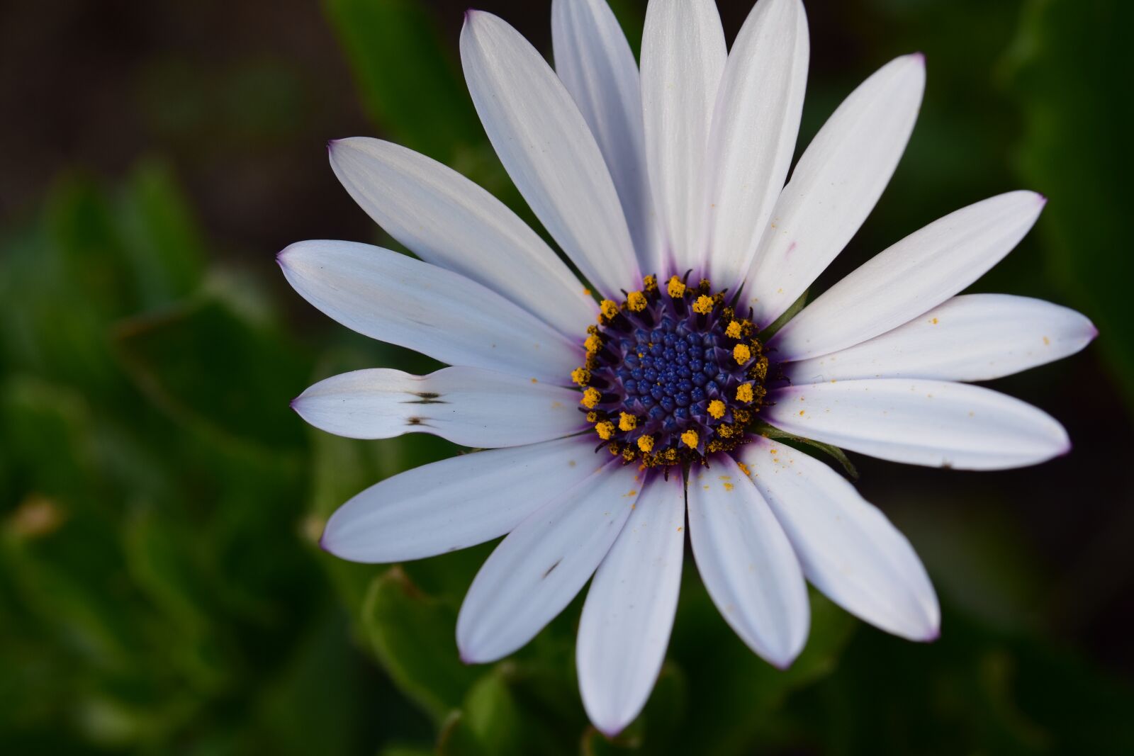 Nikon D5600 sample photo. Flower, daisy flower, white photography