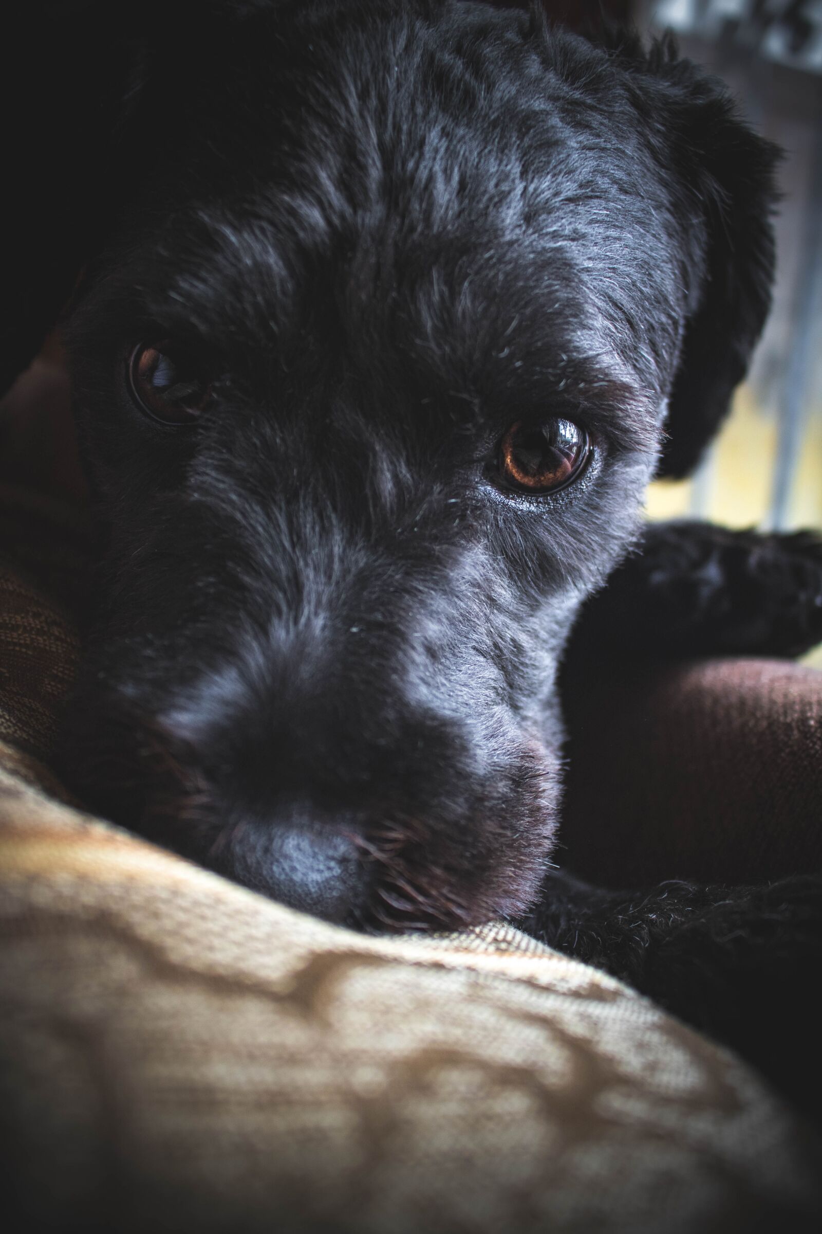 Canon EOS 750D (EOS Rebel T6i / EOS Kiss X8i) sample photo. Dog, guatemala, walk photography