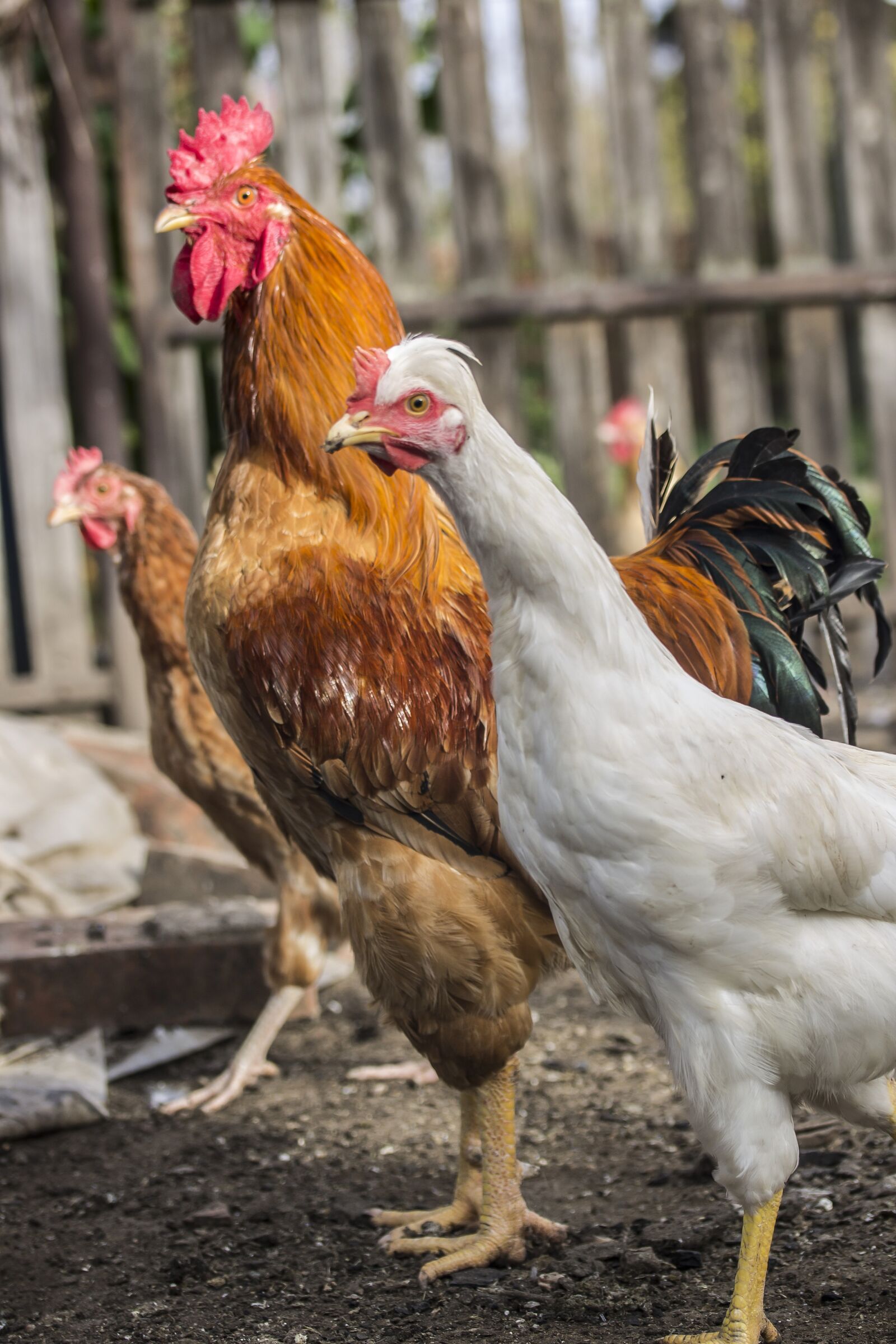Canon EF-S 60mm F2.8 Macro USM sample photo. Cock, hen, poultry photography