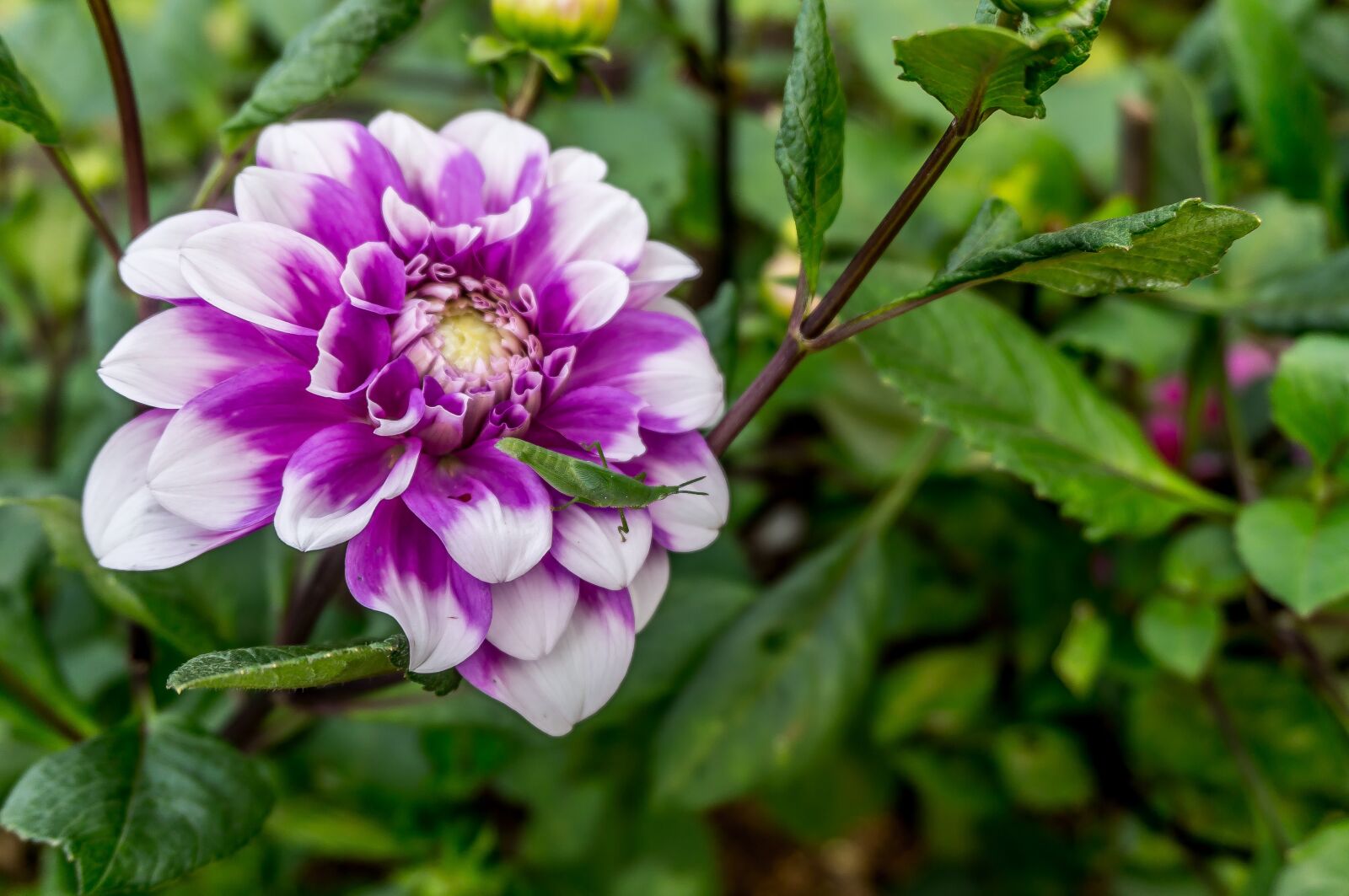 Sony Alpha NEX-5R sample photo. Flower, chiang mai, thailand photography