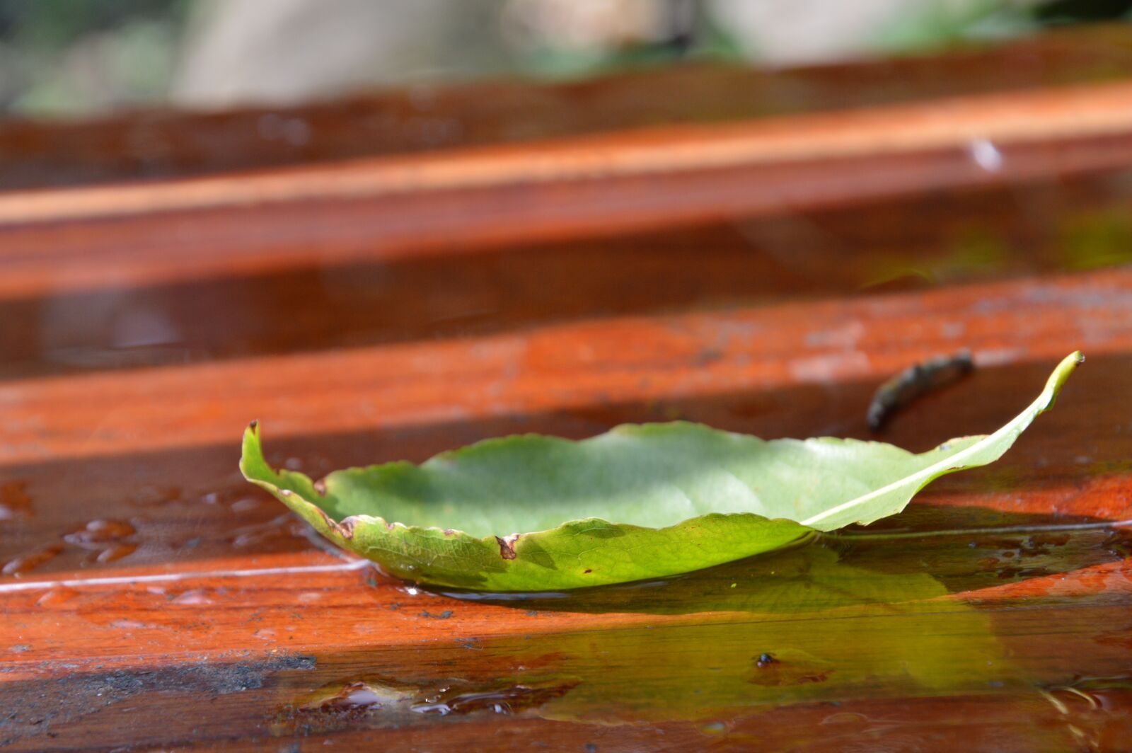 Nikon D3200 sample photo. Leaves, water, rain photography