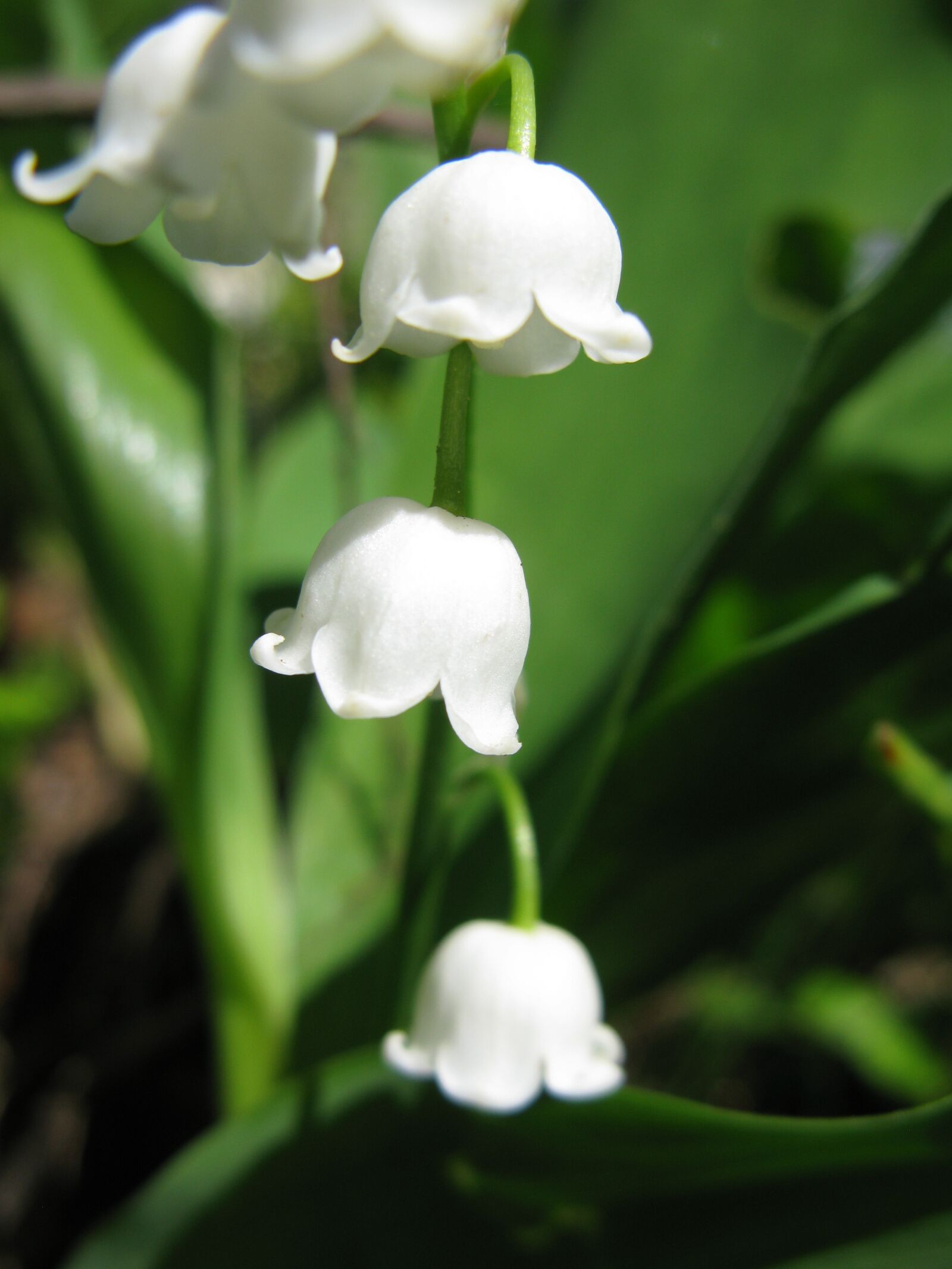 Canon POWERSHOT G9 sample photo. Flower, lily of the photography