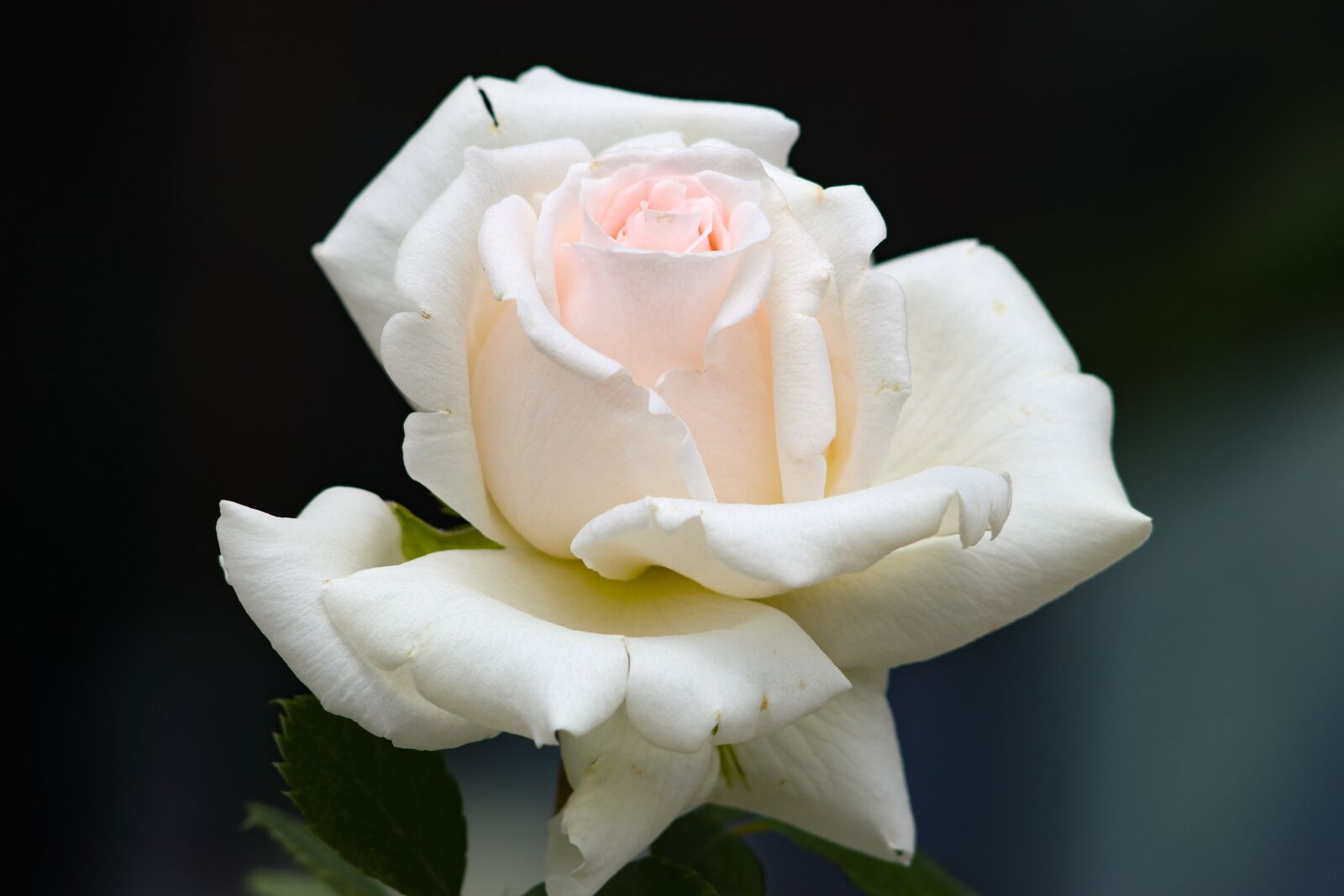 Canon EOS 77D (EOS 9000D / EOS 770D) sample photo. Rose, flowers, bouquet photography