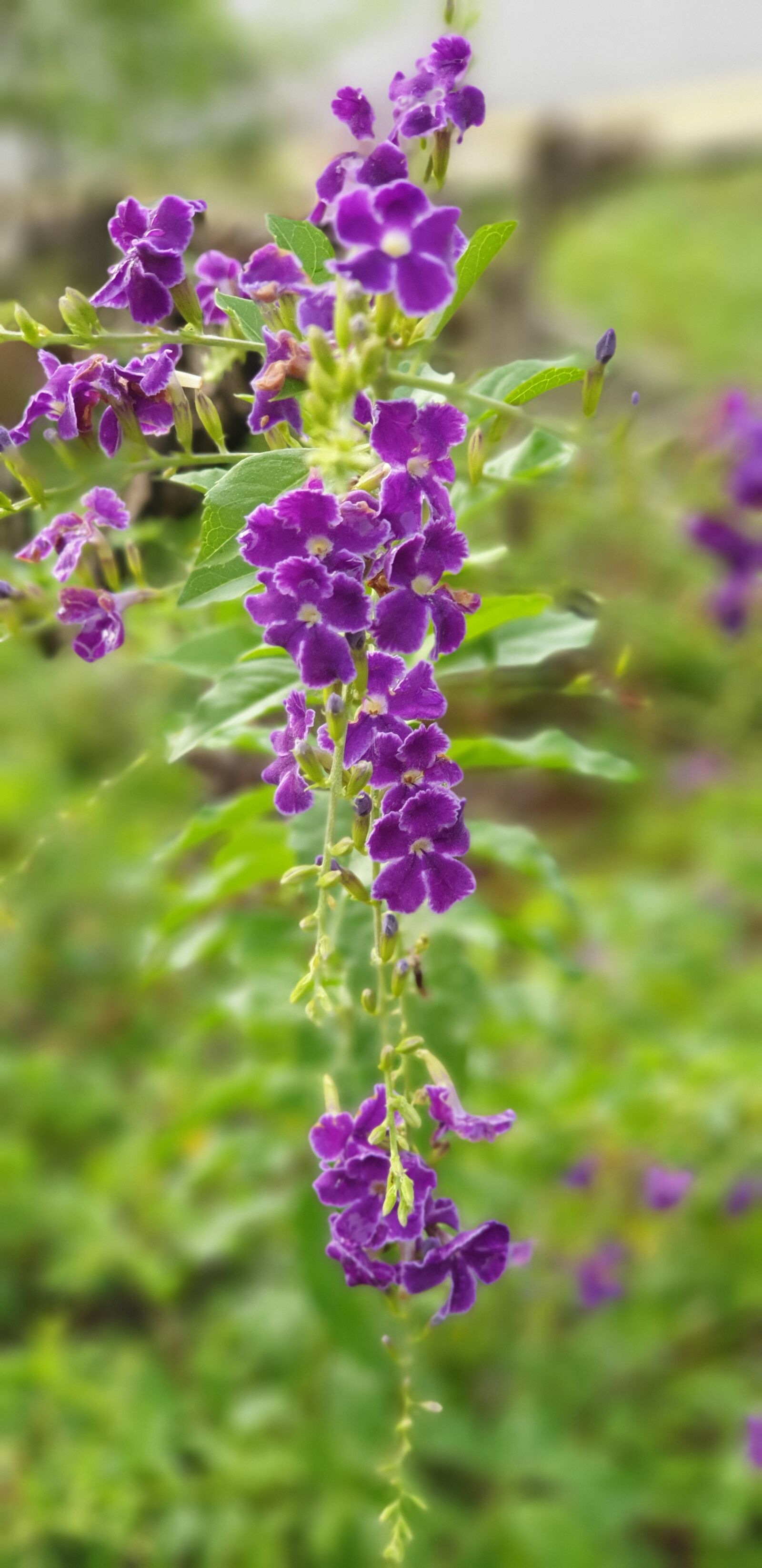 Samsung Galaxy Note9 sample photo. Nature, purple, violet photography