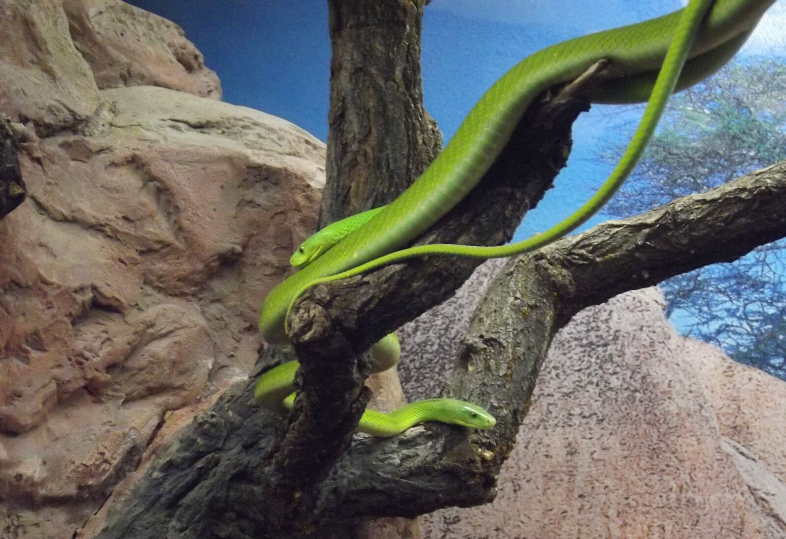 FujiFilm FinePix S2950 (FinePix S2990) sample photo. Green, snakes photography