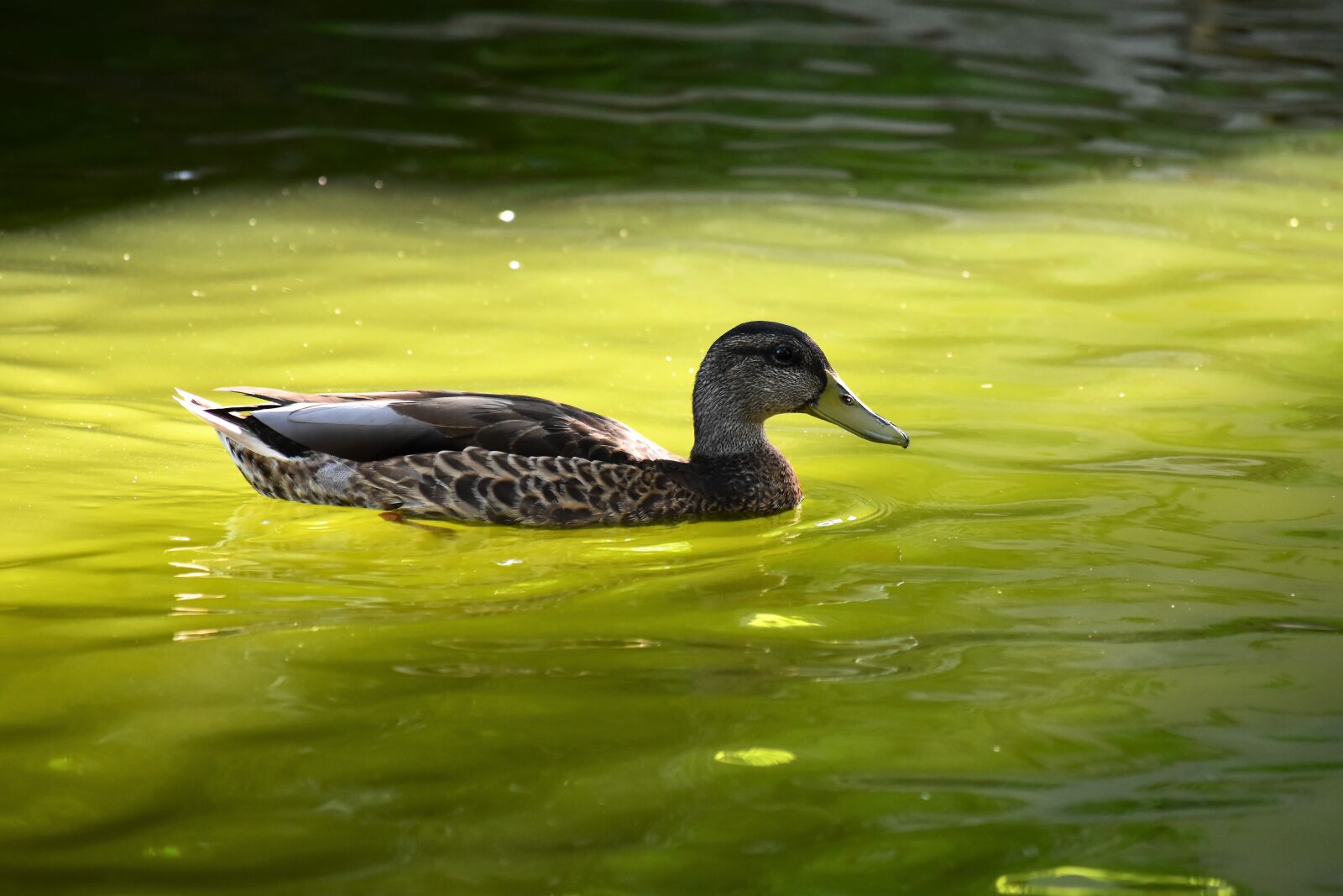 Nikon D7200 sample photo. Duck, winged, wild ducks photography
