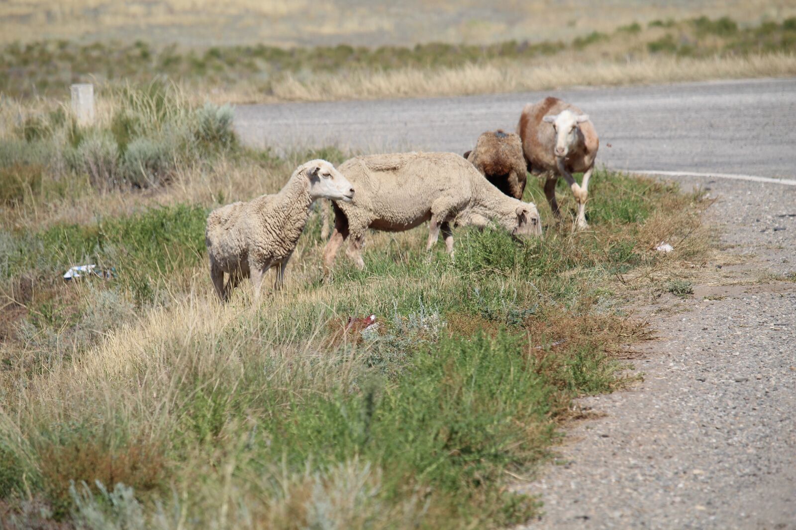 Canon EF-S 55-250mm F4-5.6 IS STM sample photo. Grass, sheep, cattle photography