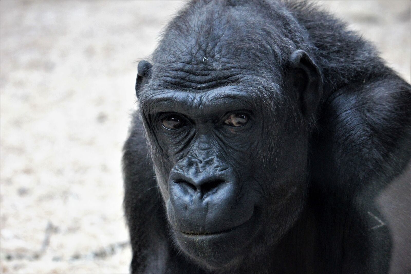 Canon EF-S 55-250mm F4-5.6 IS STM sample photo. Animal, it, prague zoo photography