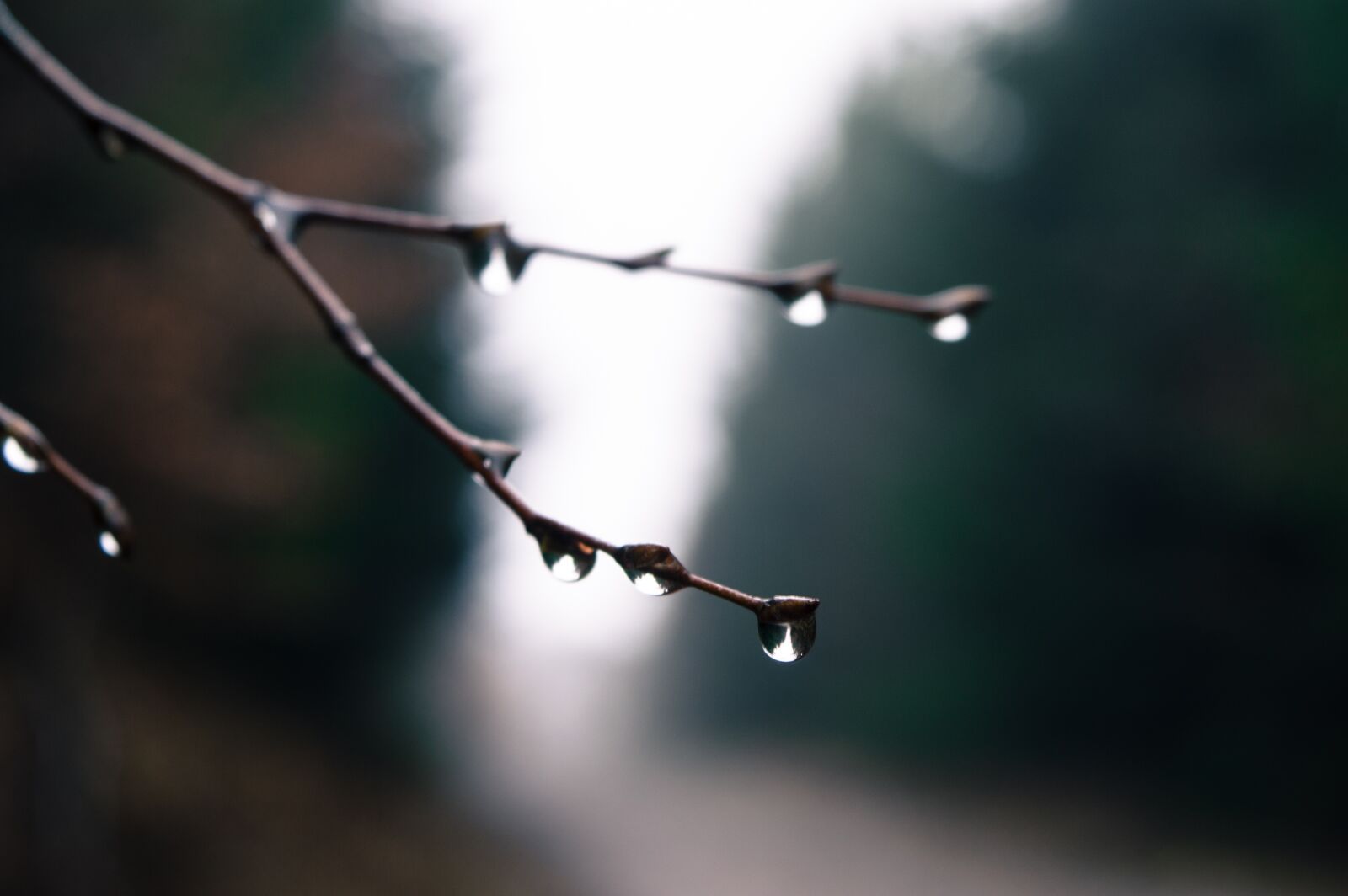 Nikon D3200 sample photo. Nature, tree, light photography