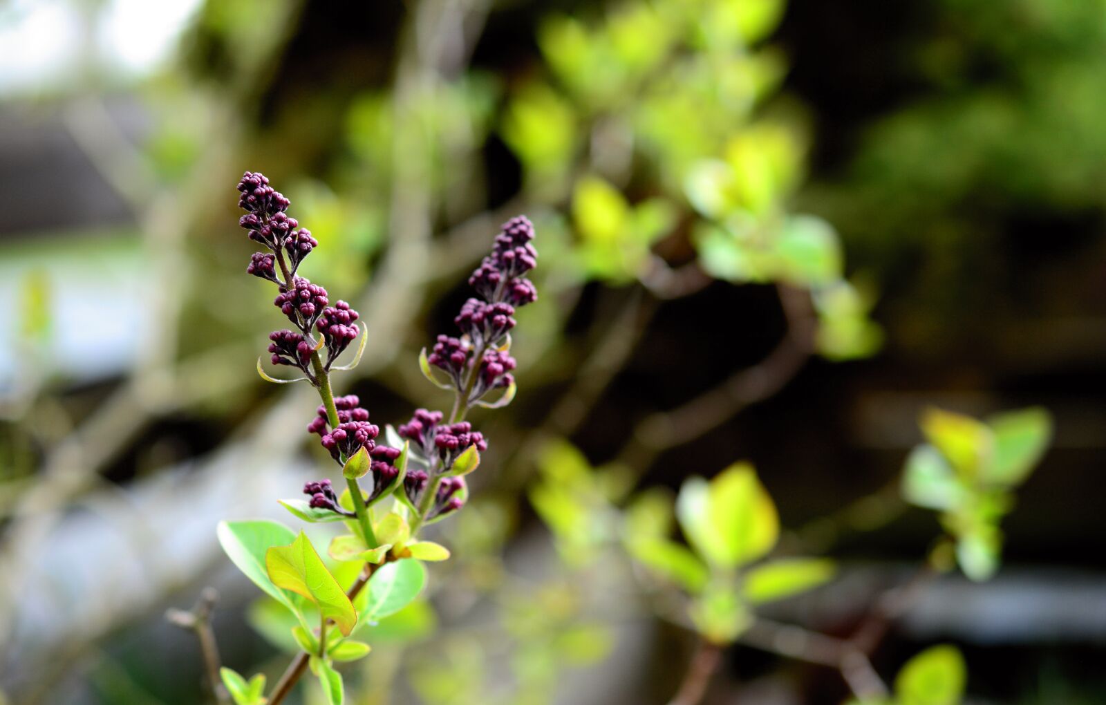 Nikon D5200 sample photo. Lilac, lilac tree, bud photography