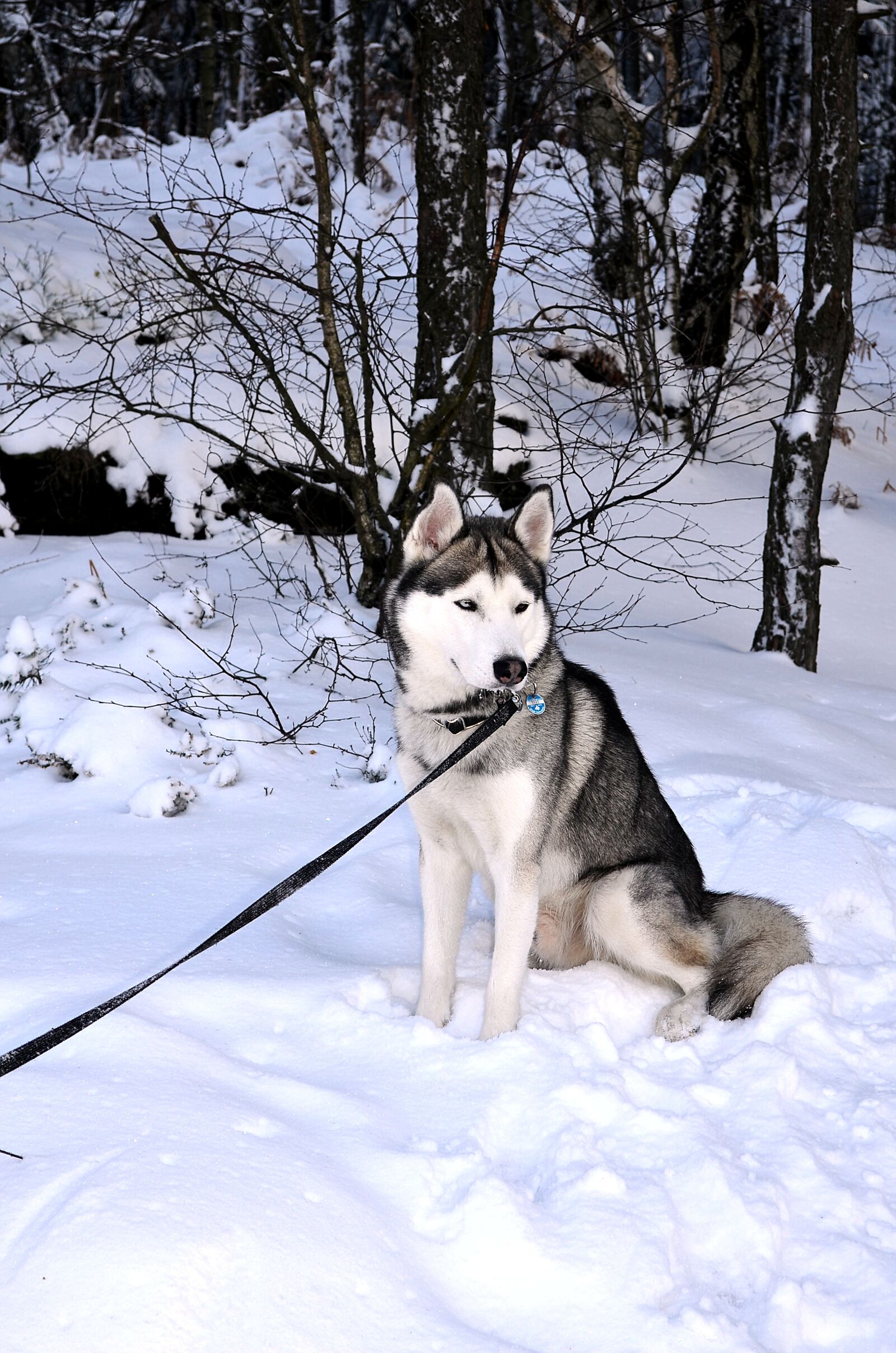 Nikon D5100 sample photo. Husky, dog, siberian husky photography