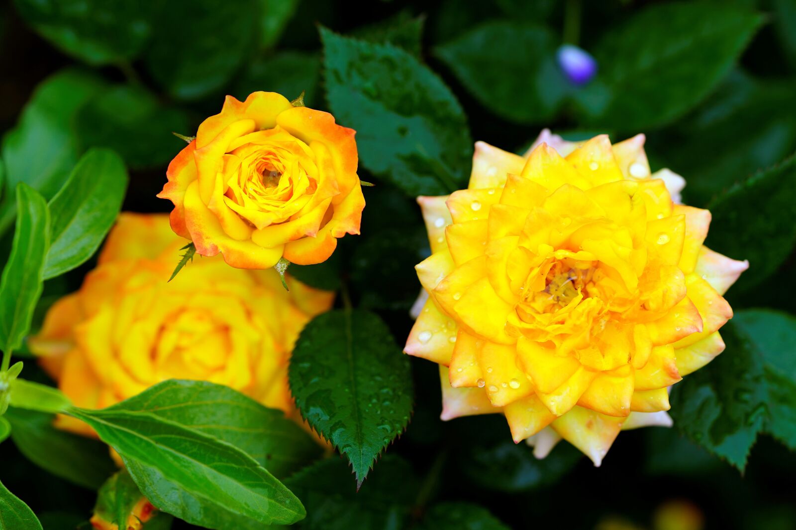 Sony FE 90mm F2.8 Macro G OSS sample photo. Romance, rose, love photography