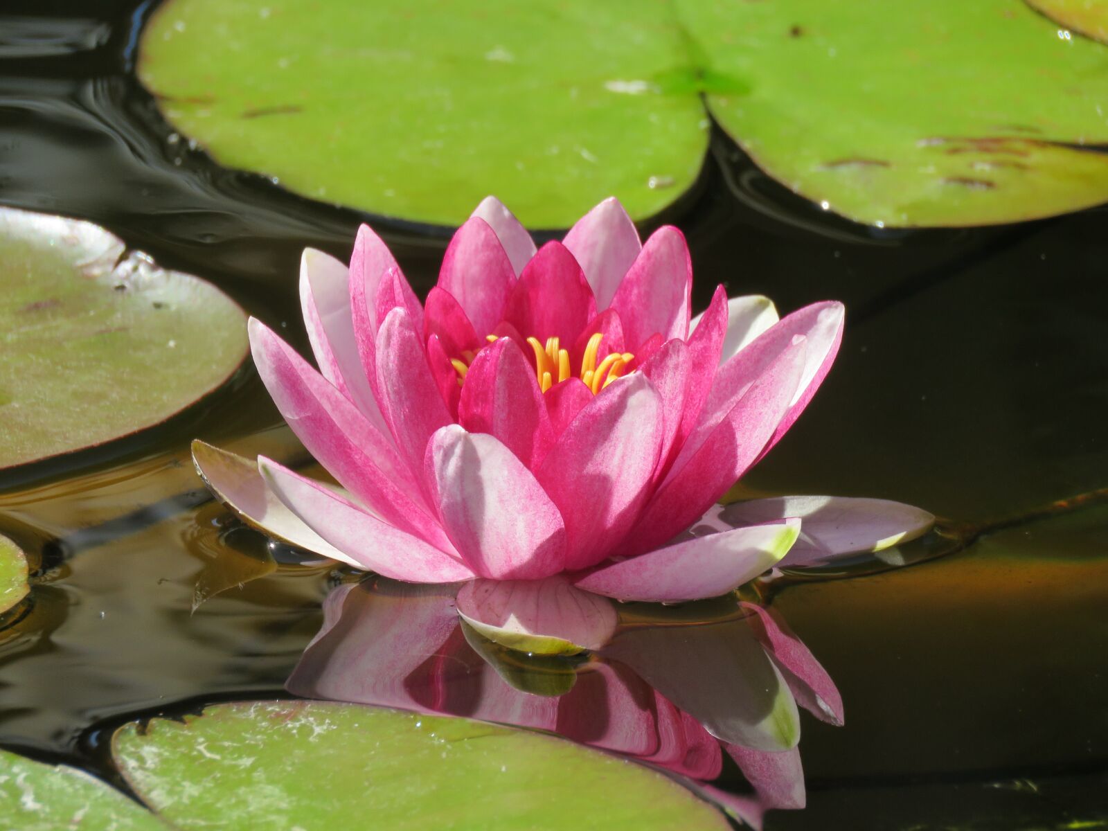 Canon PowerShot SX60 HS sample photo. Water lily, pink, flower photography