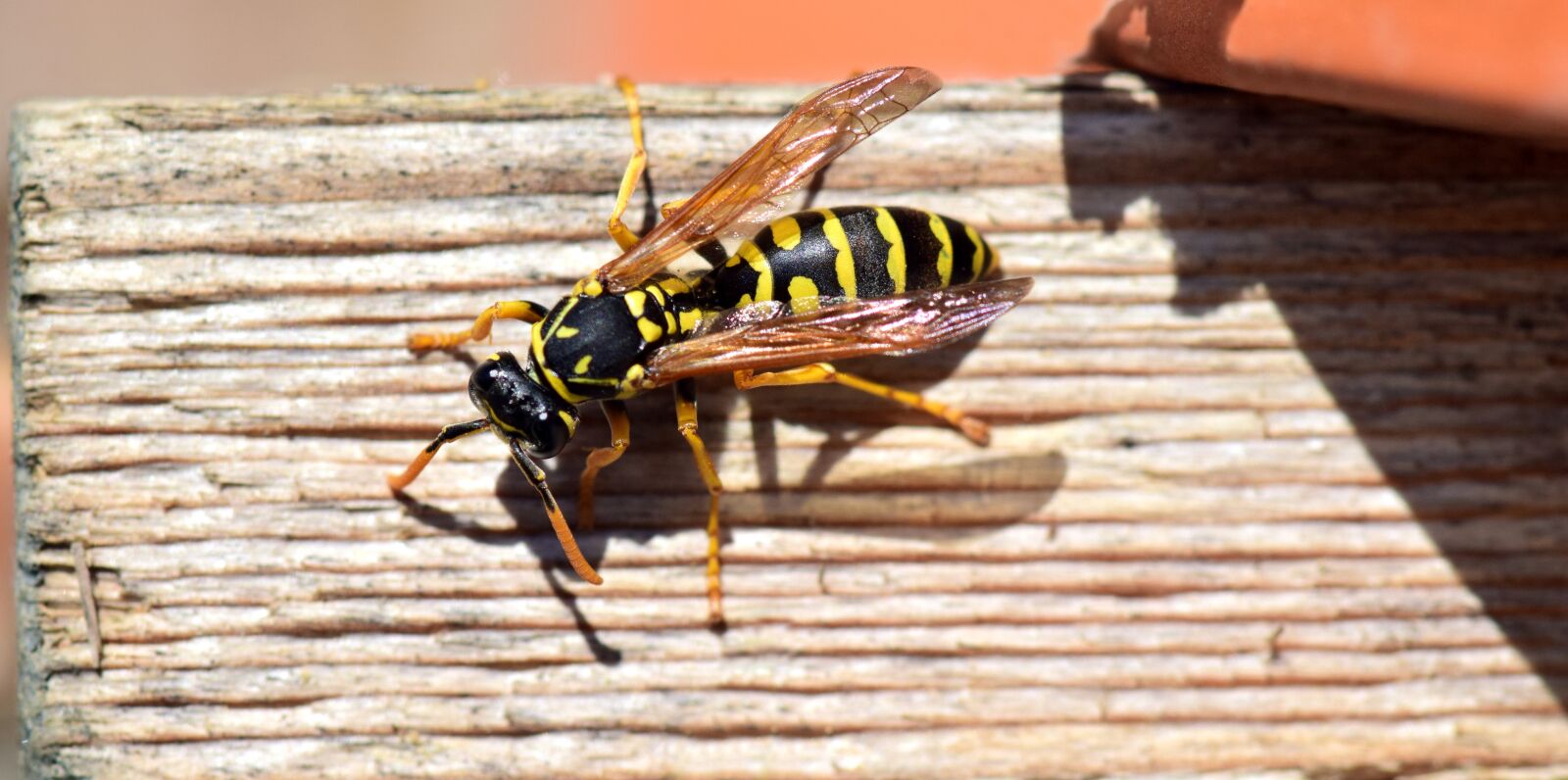 Nikon D3300 sample photo. Wasp, insect, close up photography