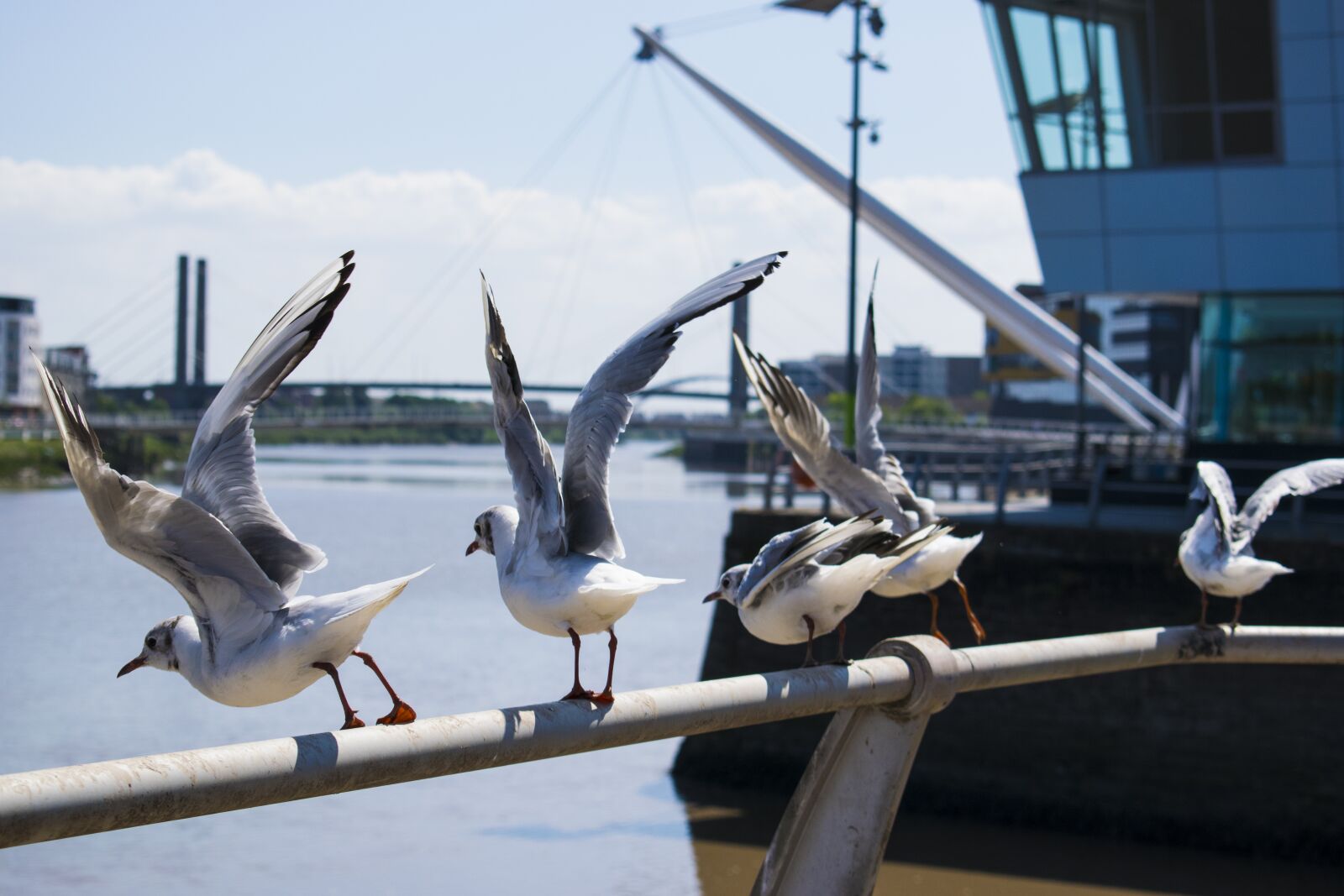 Nikon D3300 sample photo. Seagulls, bird, fly photography