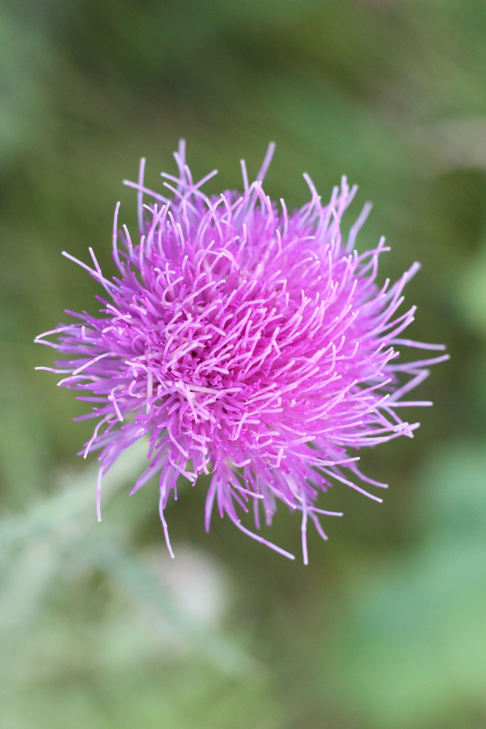 Canon EOS 650D (EOS Rebel T4i / EOS Kiss X6i) + Canon EF 50mm F1.8 STM sample photo. Thistle, purple, nature photography