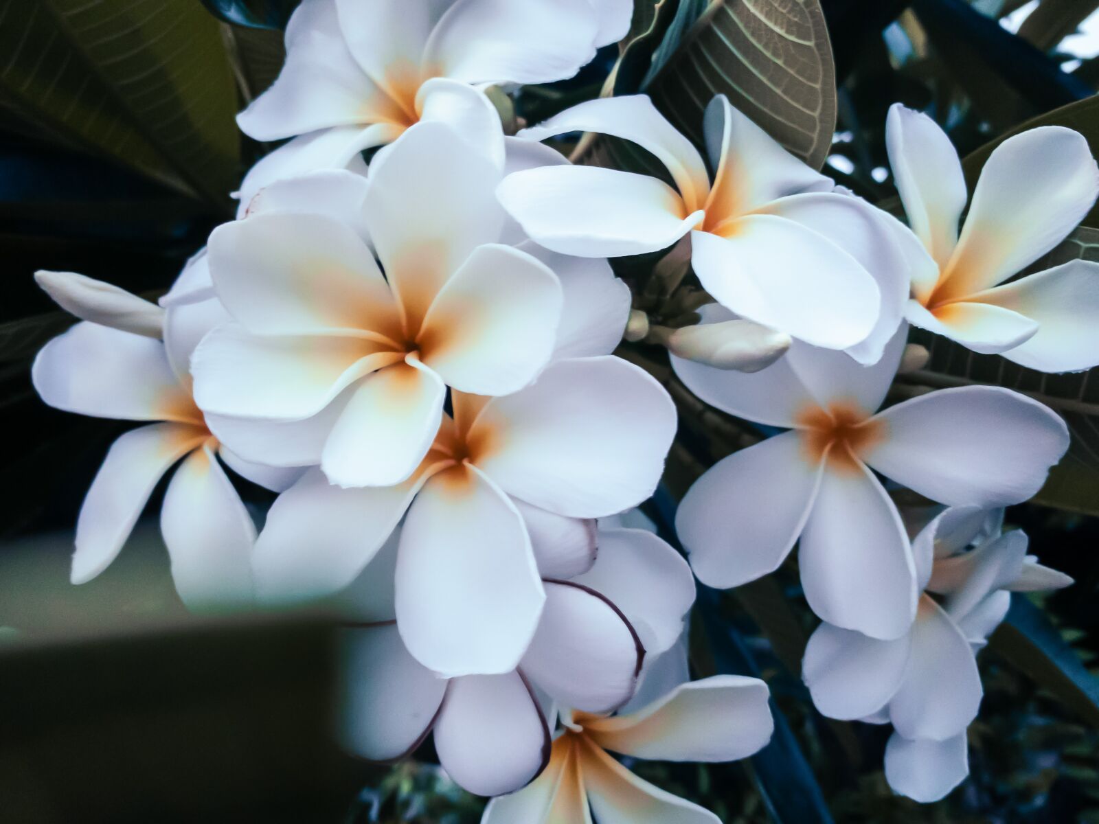 Apple iPhone XR sample photo. Plumeria, temple tree, frangipani photography