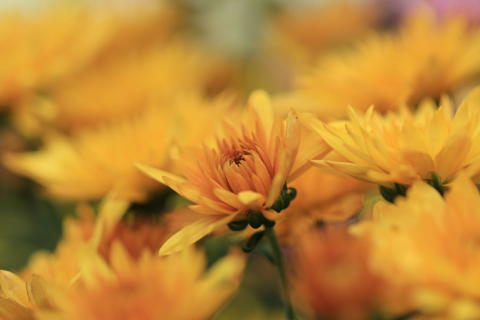 Canon EOS 80D sample photo. Chrysanthemum, chrysanthemums, flowers photography