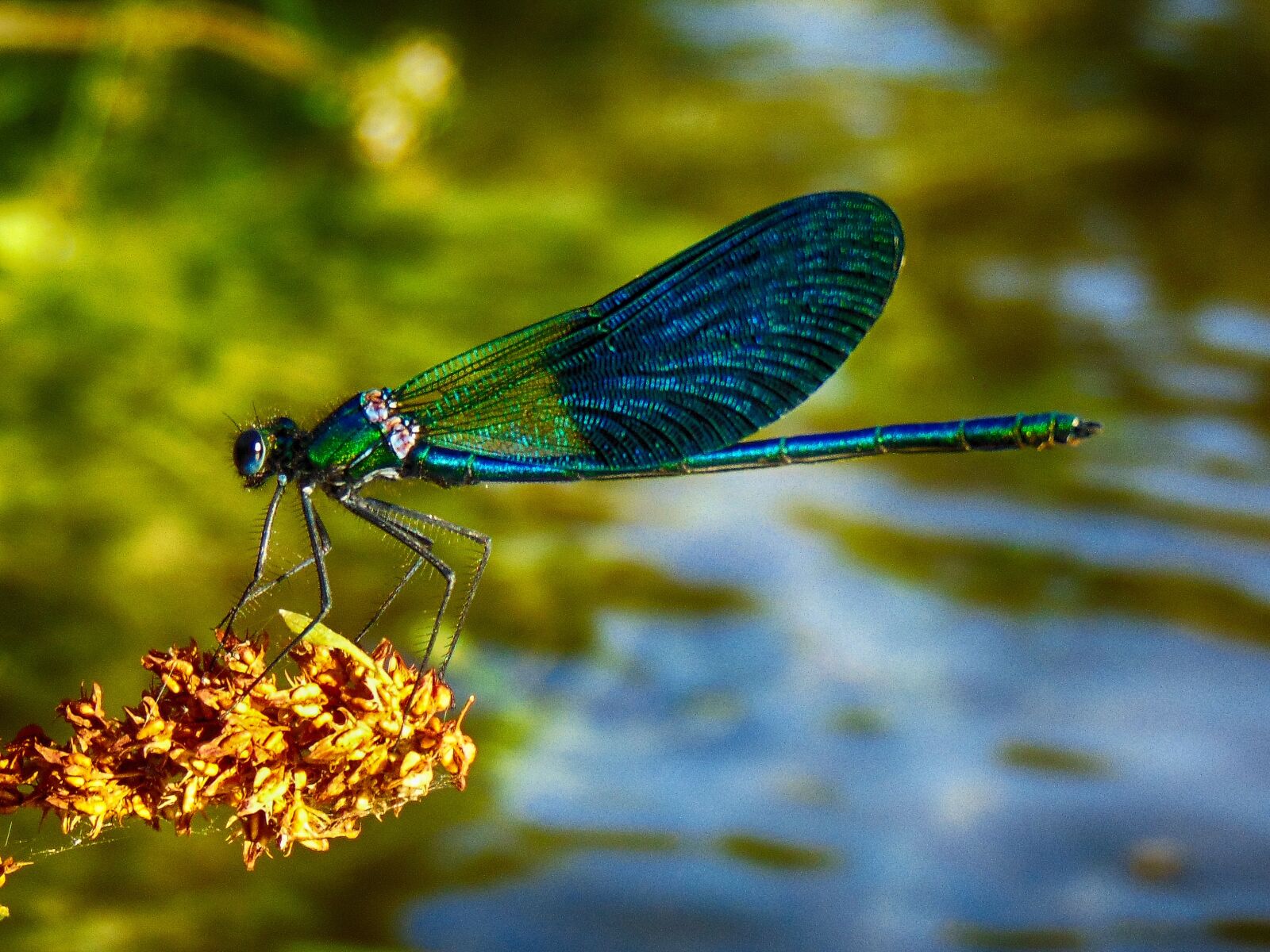 Sony Cyber-shot DSC-H300 sample photo. Dragonfly, blue, green photography