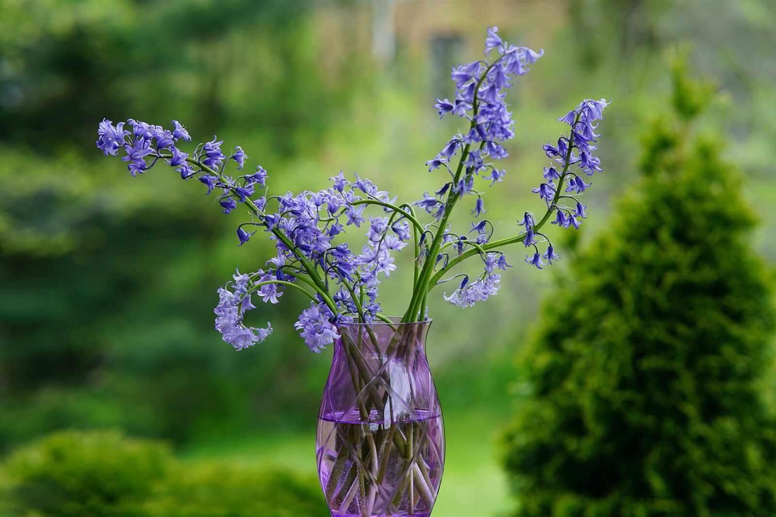 Viltrox 85mm F1.8 sample photo. Hyacinth, flowers, vase photography
