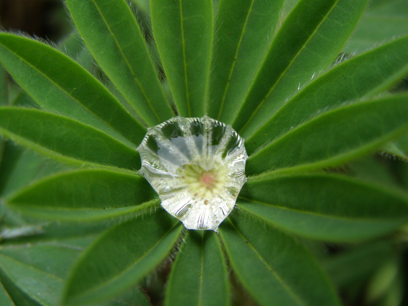 Olympus SP510UZ sample photo. Lupine, dewdrop, garden leaf photography