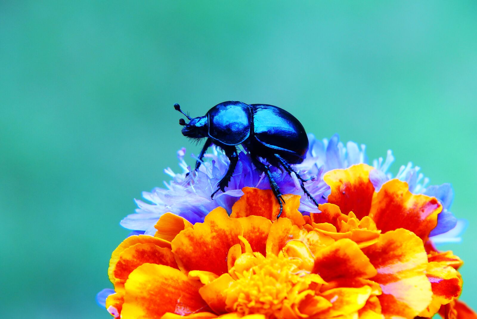 Panasonic Lumix DMC-FZ200 sample photo. Forest beetle, the beetle photography