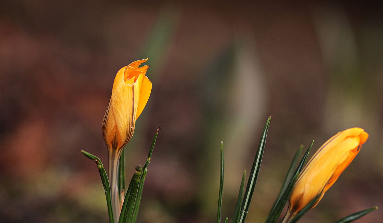 Canon EOS 80D sample photo. Garden, spring, crocus photography