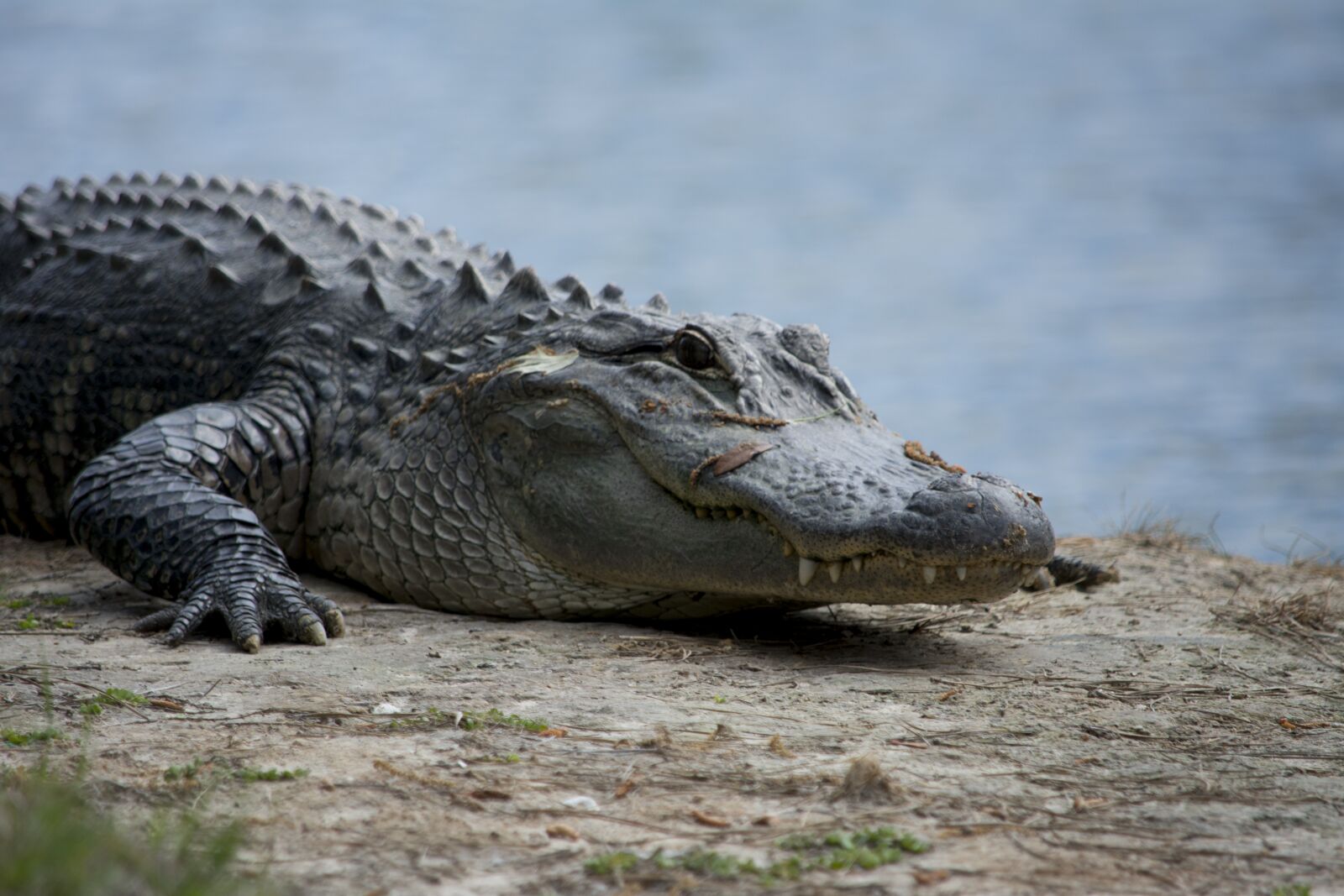 Nikon D7100 sample photo. Alligator, crocodile, teeth photography