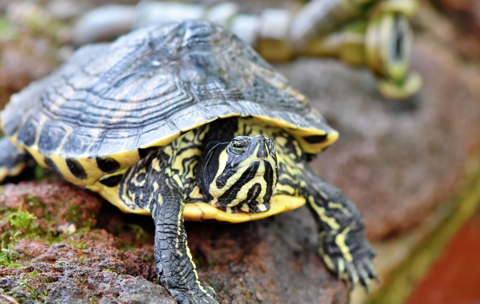 Nikon D7200 sample photo. Water turtle, turtle, reptile photography