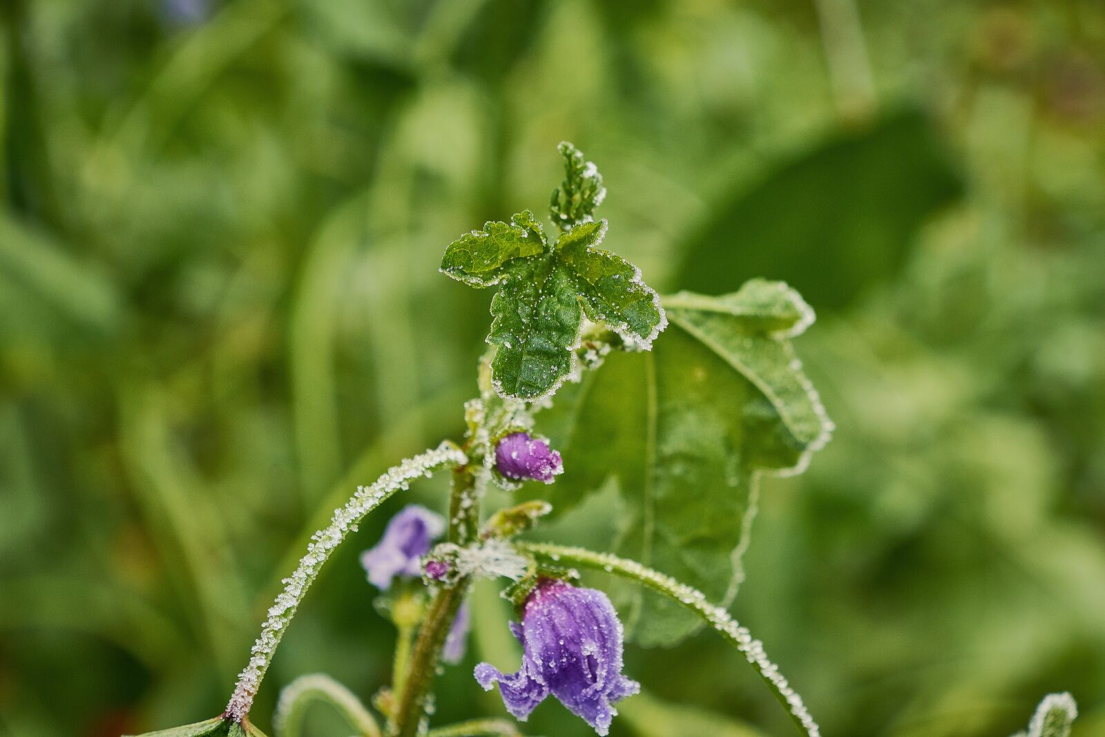 Nikon D7200 sample photo. Outbreaks, frozen, frost photography