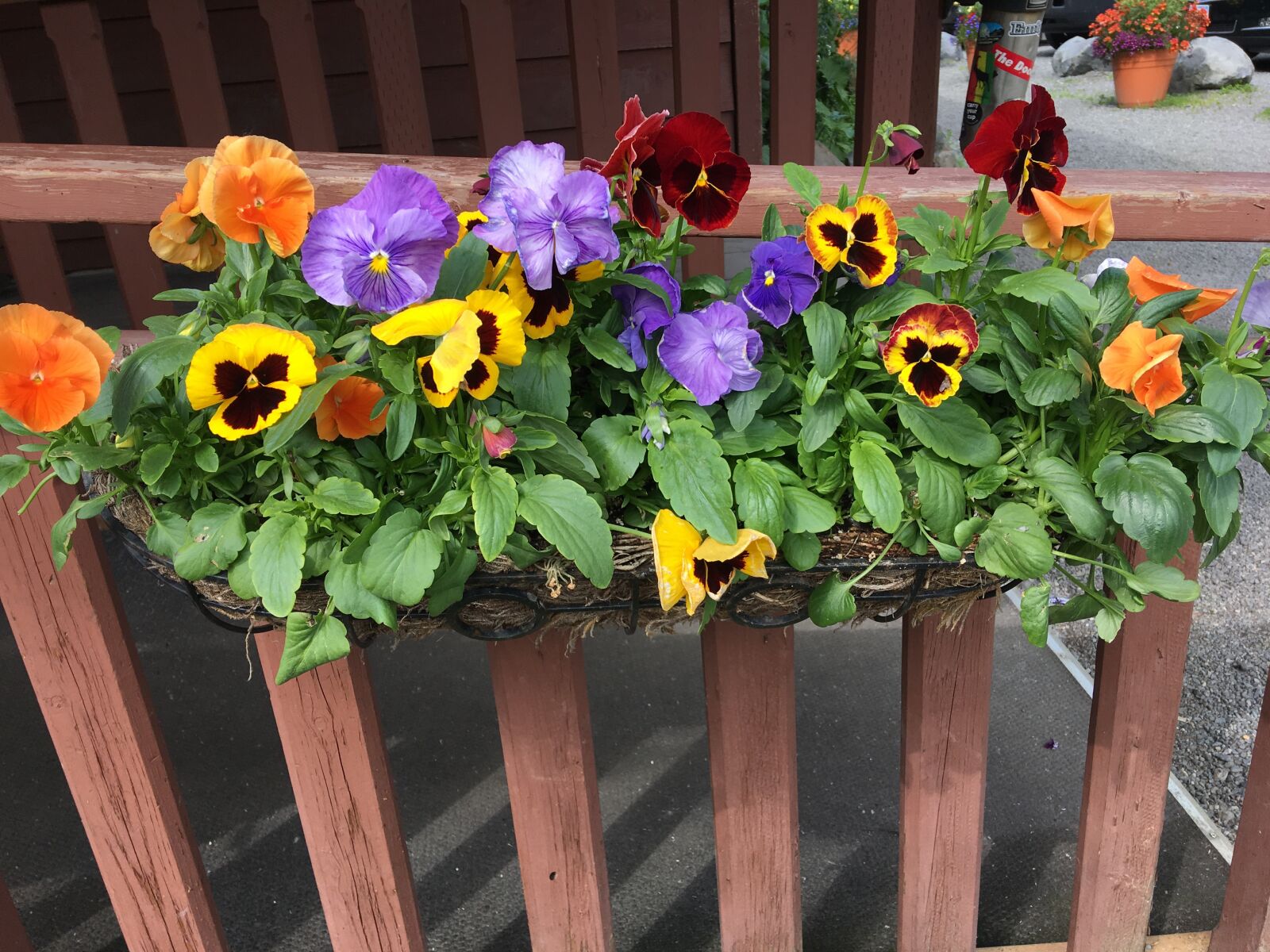 iPhone 6s Plus back camera 4.15mm f/2.2 sample photo. Pansies, burst of color photography