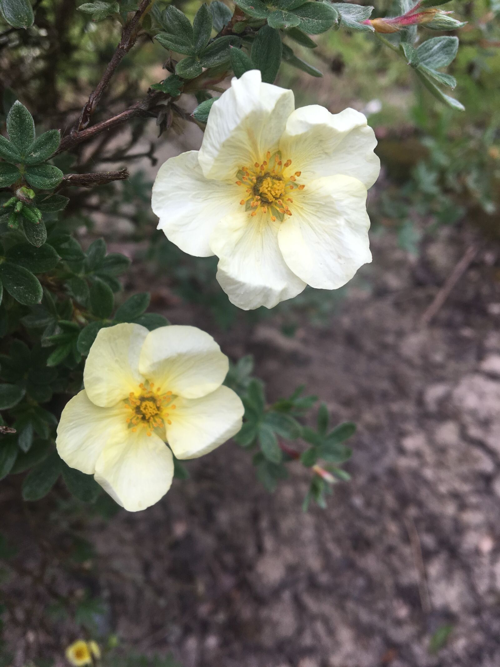Apple iPhone 6s sample photo. Flowers, yellow, white photography