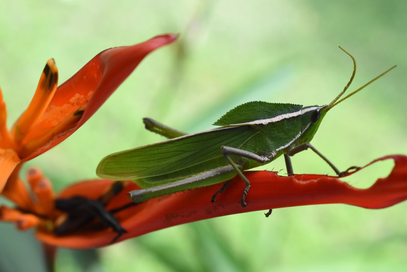 Nikon D3400 sample photo. Grasshopper, green, nature photography