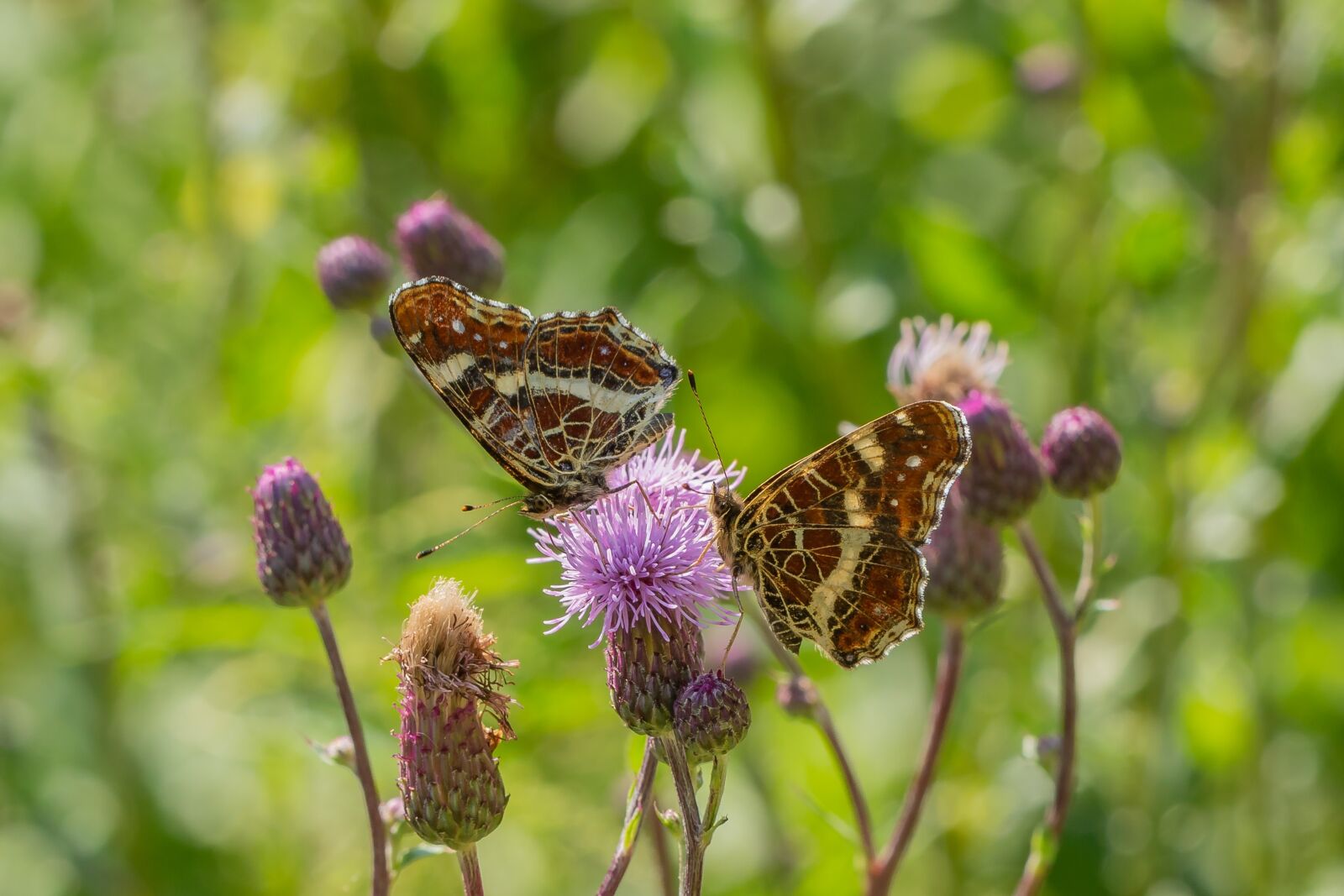 Canon EOS 7D Mark II sample photo. Butterfly, blossom, bloom photography