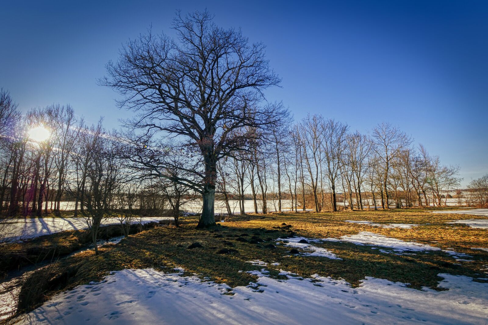 Panasonic Lumix DMC-GX8 sample photo. Backlighting, winter, nature photography