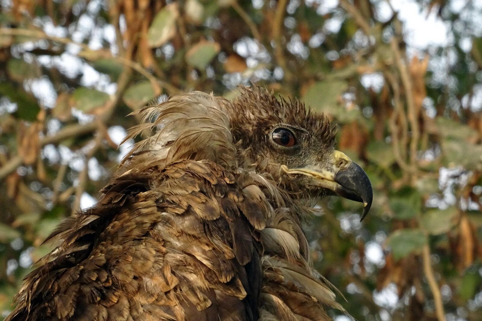 Sony DSC-HX60V sample photo. Bird, portrait, avian photography