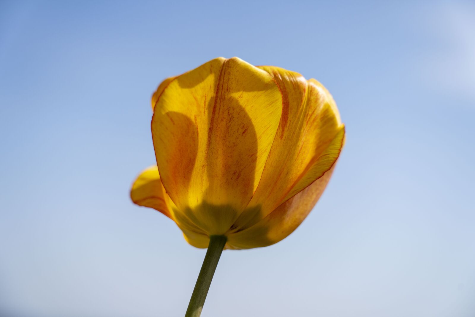 Sony FE 24-105mm F4 G OSS sample photo. Tulip, flower, garden photography