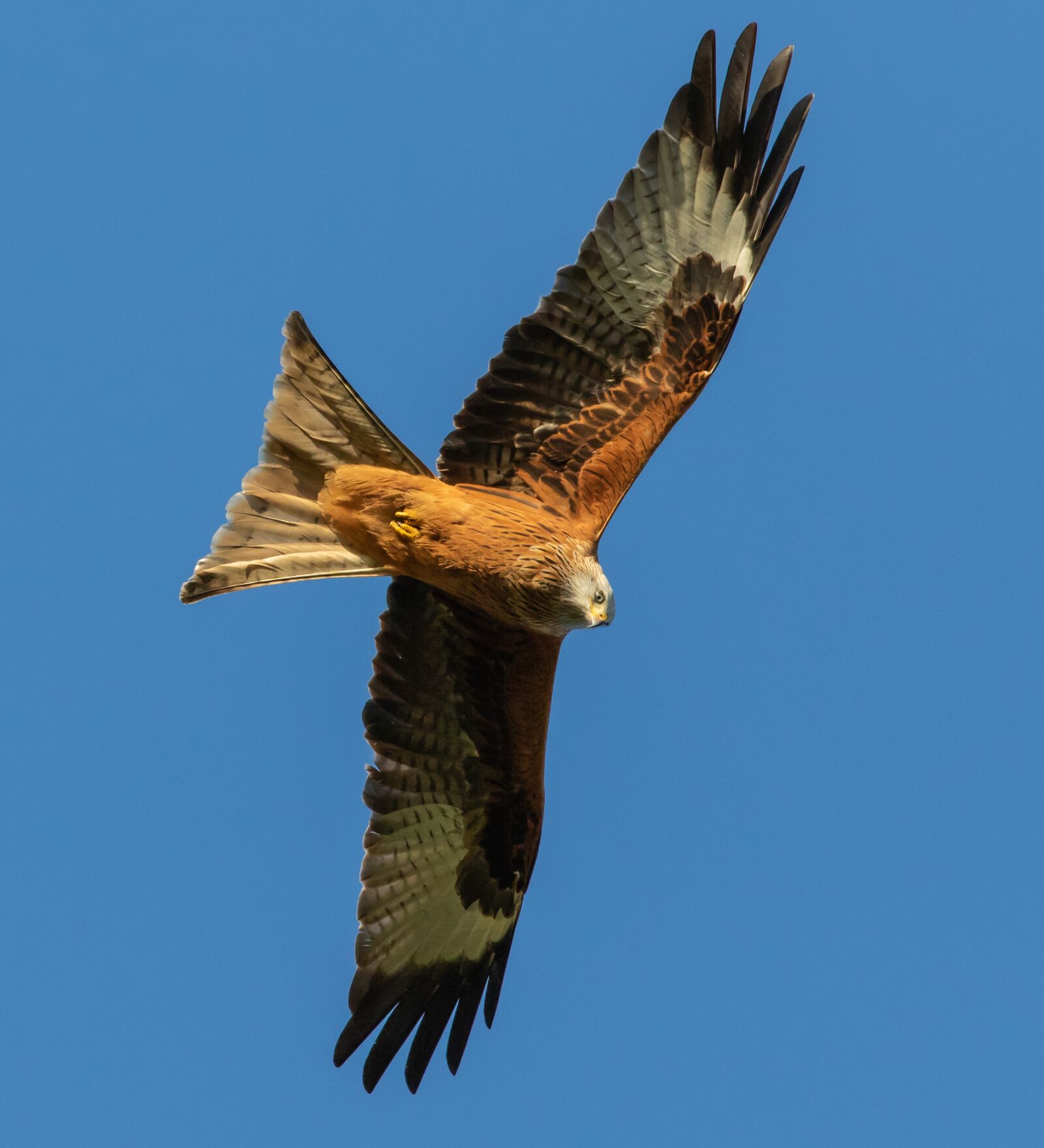 Canon EOS 7D Mark II sample photo. Red kite in flight photography