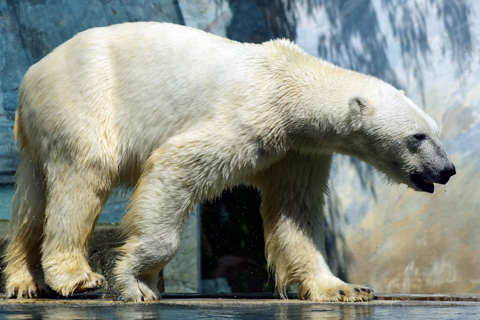 Nikon D7500 sample photo. Polar bear, predator, animal photography