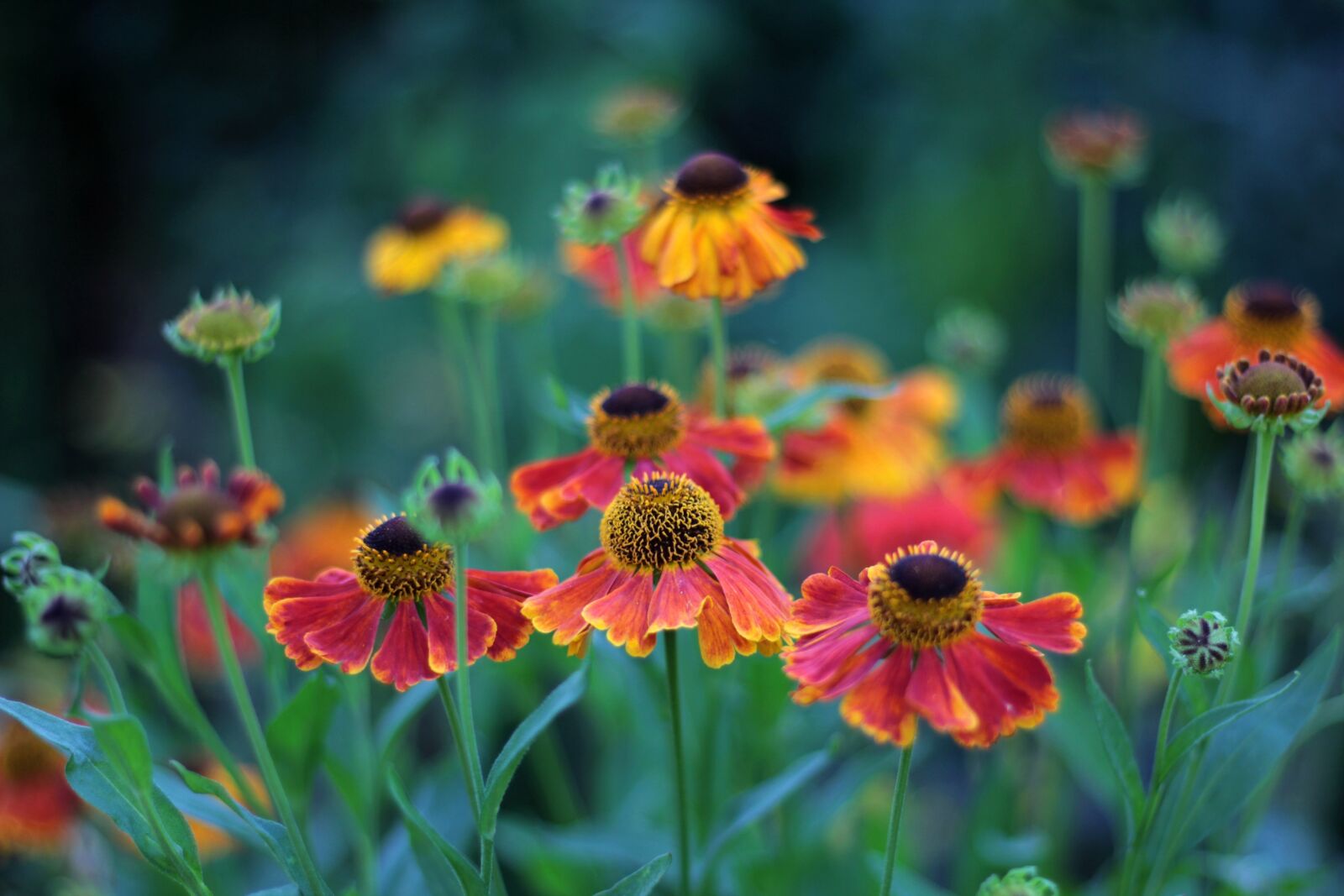 Canon EOS 600D (Rebel EOS T3i / EOS Kiss X5) sample photo. Helenium waltraut, rosilla, summer photography