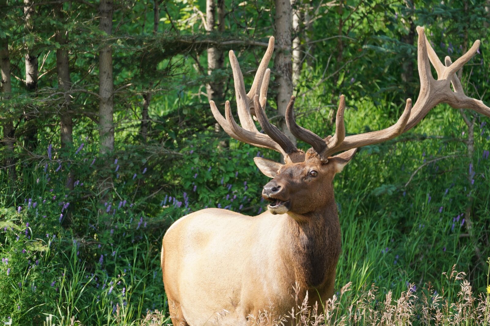 Sony FE 70-300mm F4.5-5.6 G OSS sample photo. Moose, antler, forest photography