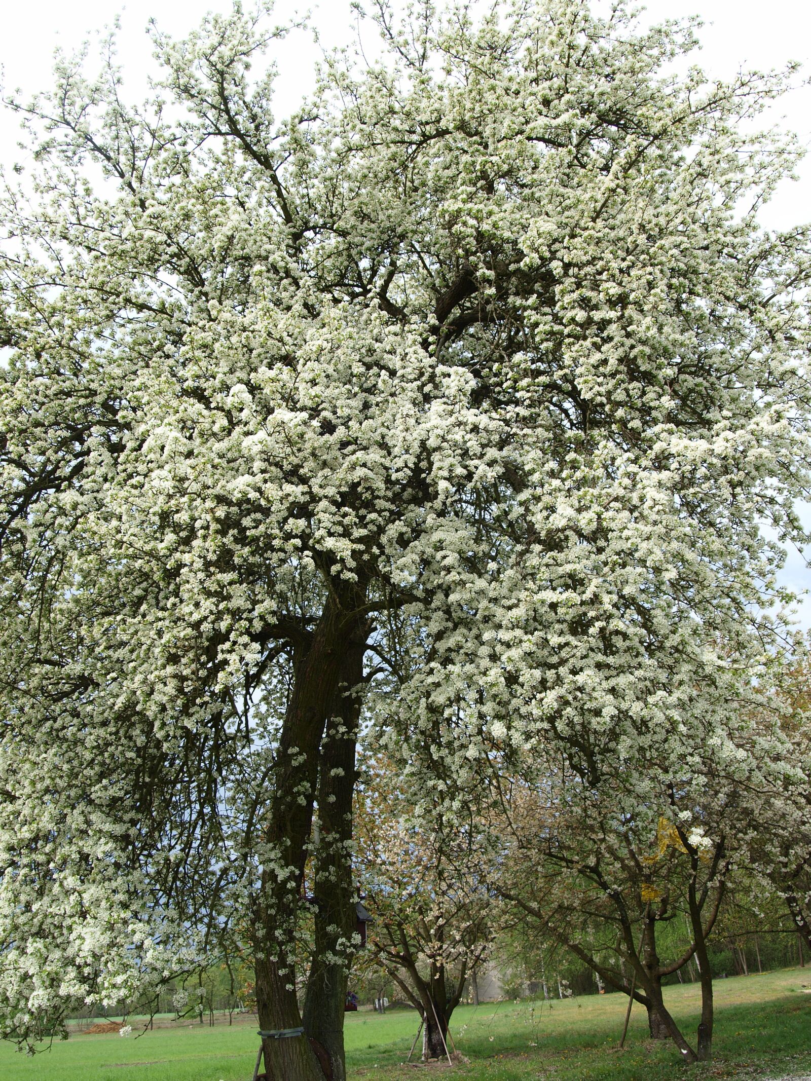 Olympus E-420 (EVOLT E-420) sample photo. Pear tree, flowering, spring photography