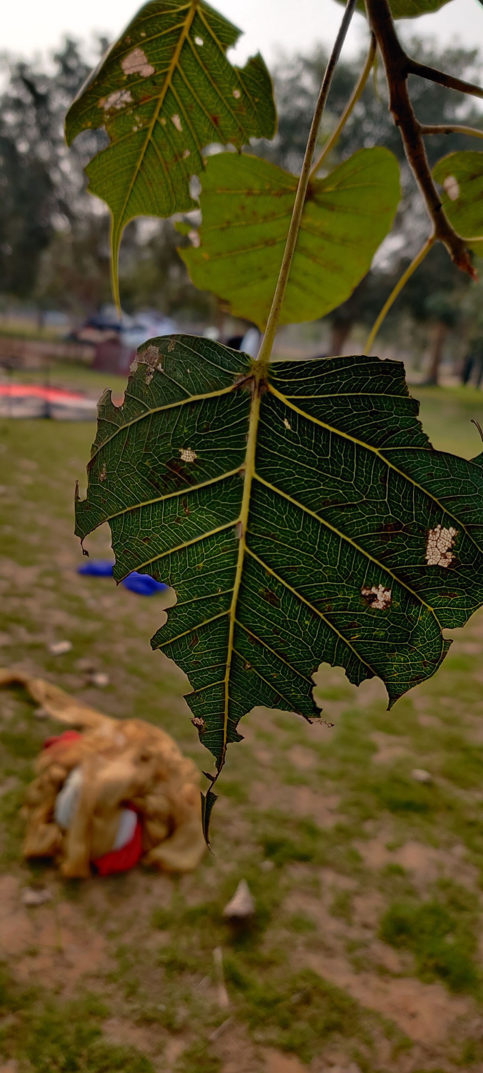 OnePlus HD1901 sample photo. Leaf, nature, texture photography