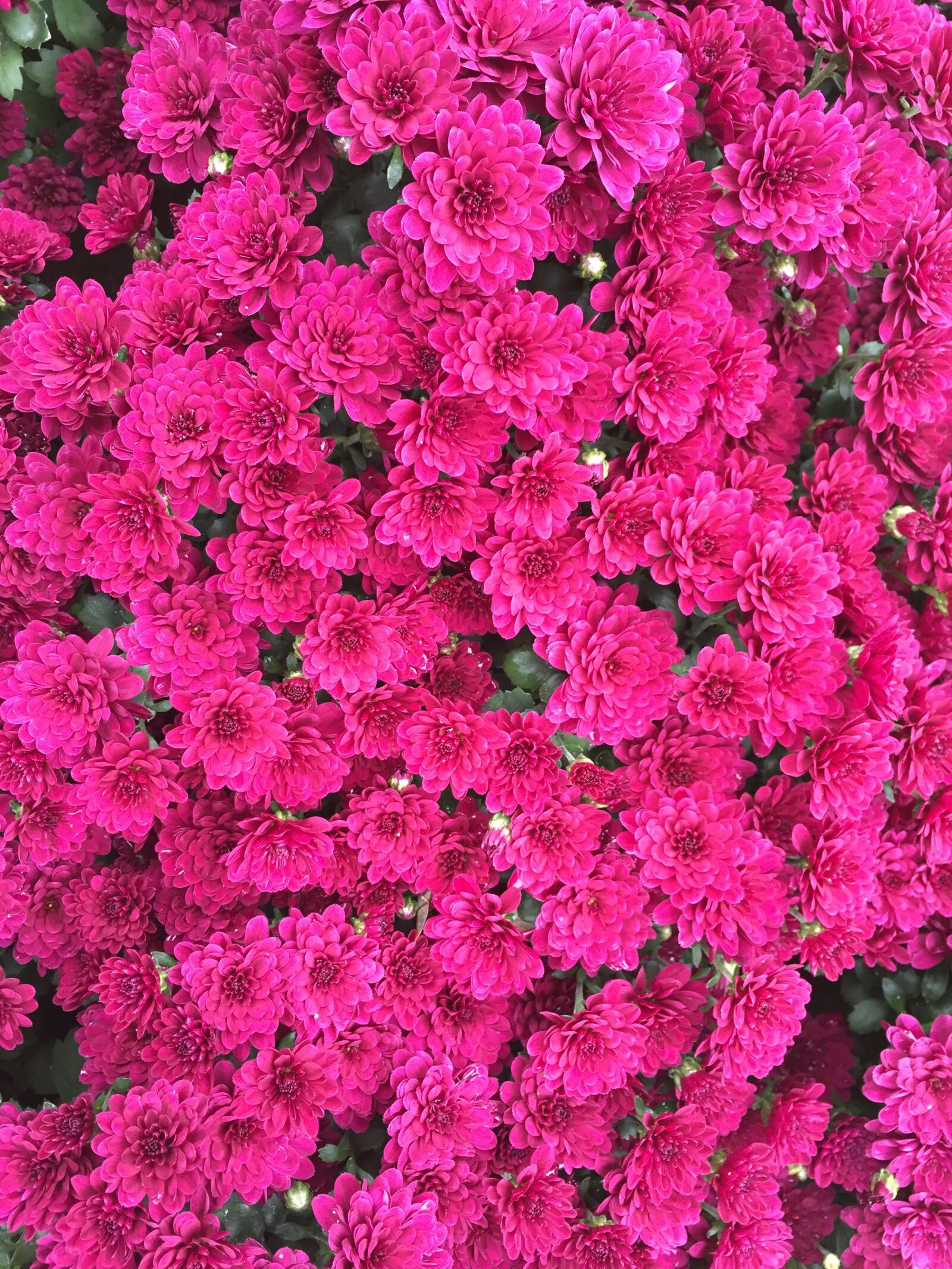 Apple iPhone 6 sample photo. Red flowers, chrysanthemum, fall photography
